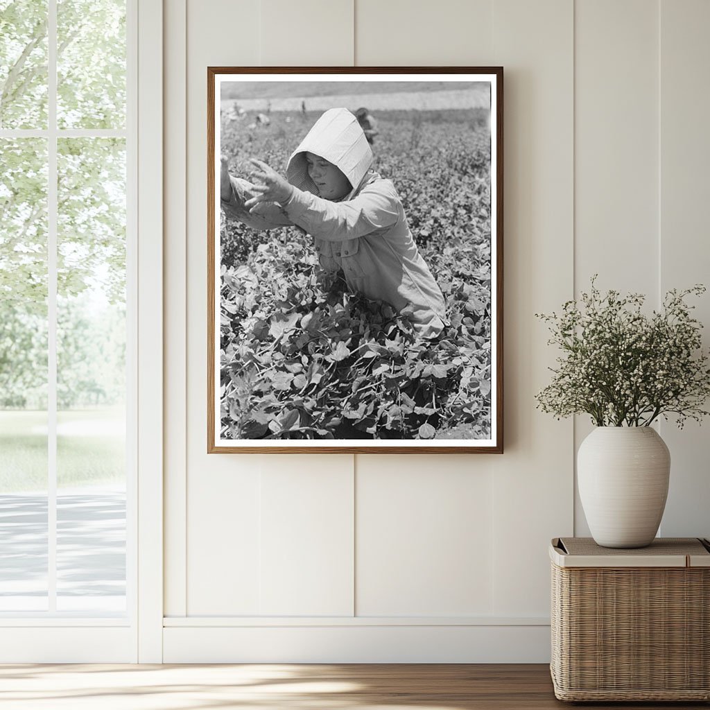 1941 Vintage Photo of Labor Crew Picking Peas in Idaho - Available at KNOWOL