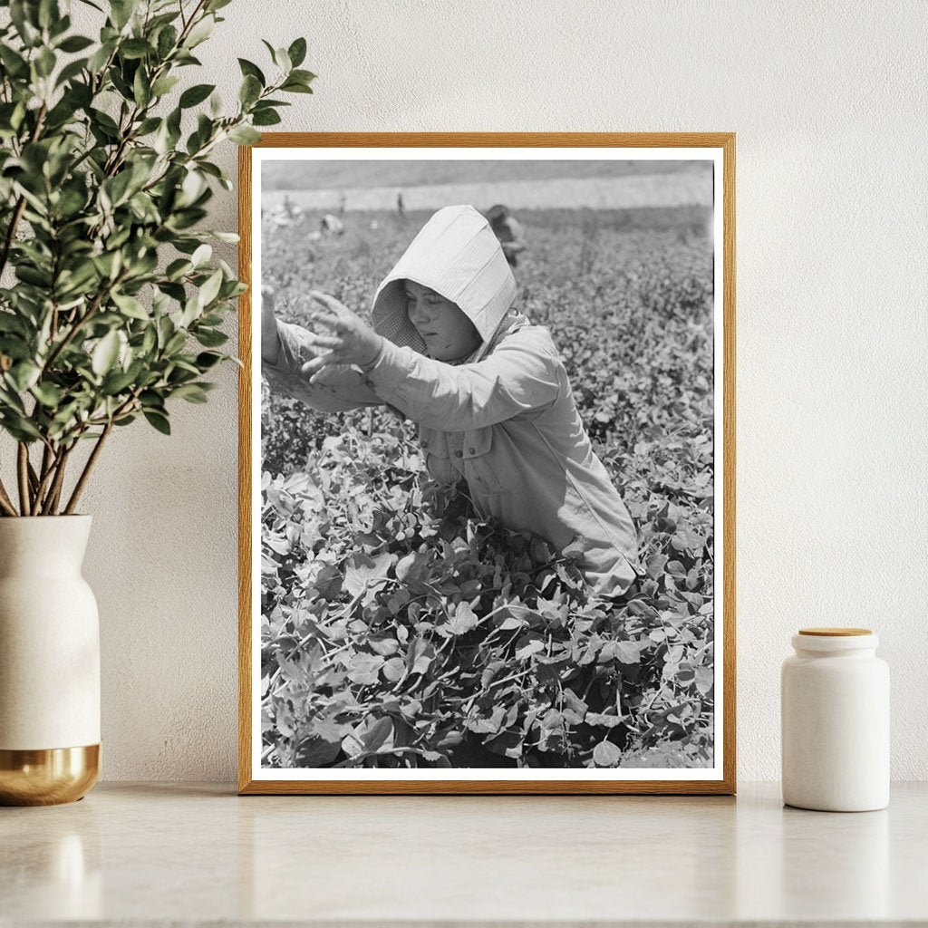 1941 Vintage Photo of Labor Crew Picking Peas in Idaho - Available at KNOWOL