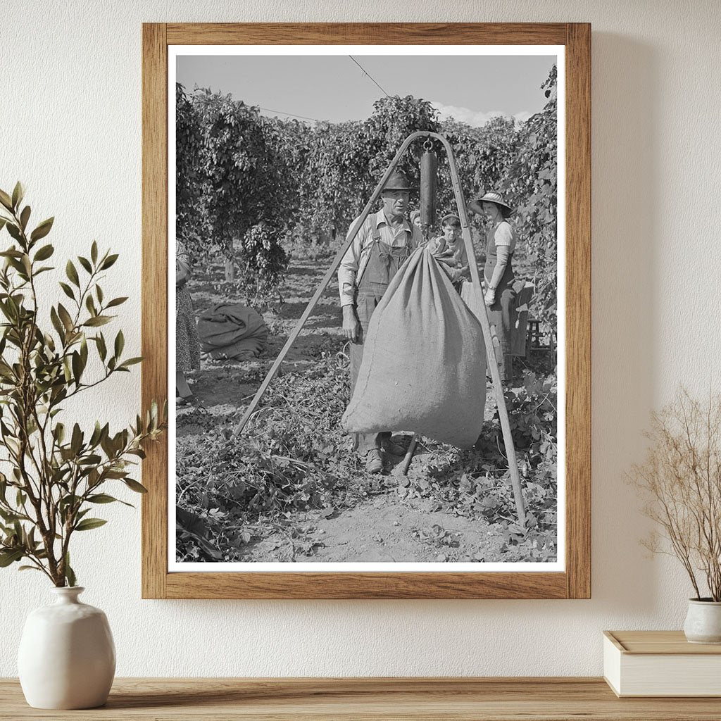 1941 Vintage Photo of Workers Weighing Hops in Yakima County - Available at KNOWOL