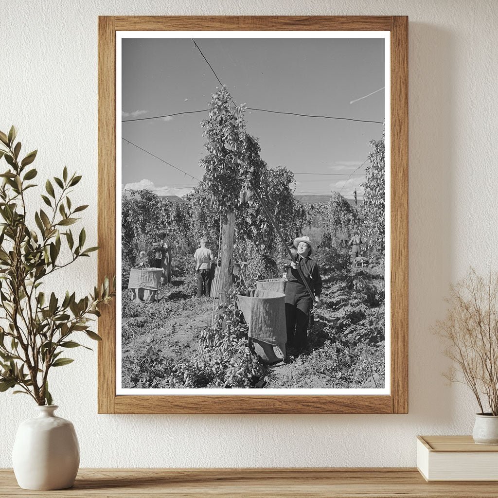 1941 Vintage Workers Harvesting Hops in Yakima County - Available at KNOWOL