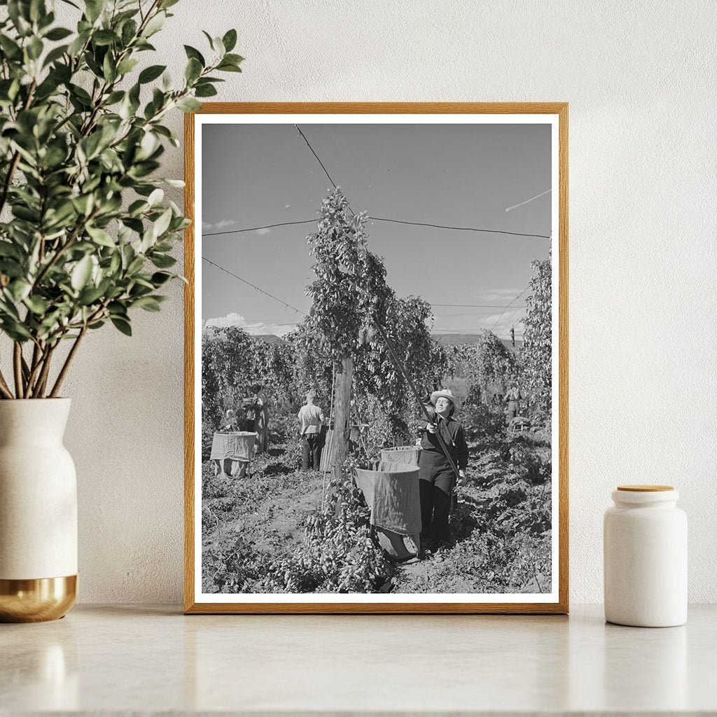 1941 Vintage Workers Harvesting Hops in Yakima County - Available at KNOWOL