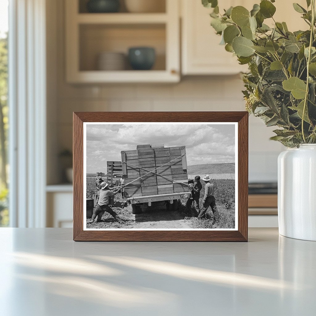 1941 Vintage Workers Tying Peas on Truck in Nampa Idaho - Available at KNOWOL