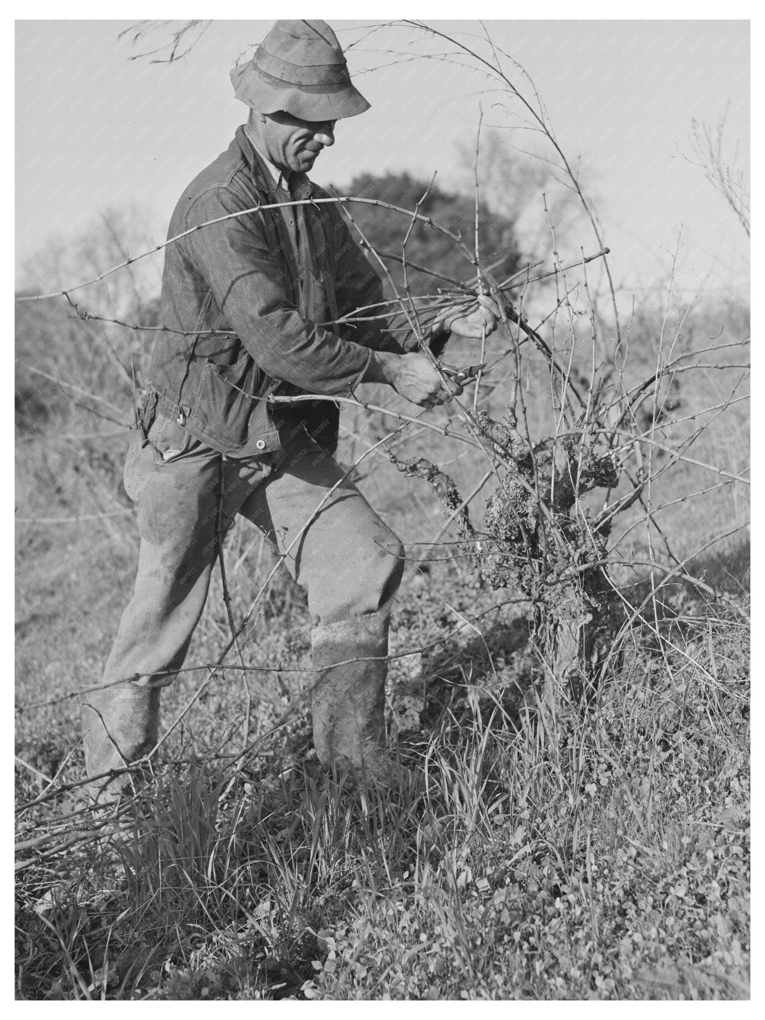 1942 Grape Vine Pruning in Sonoma County Vineyard - Available at KNOWOL