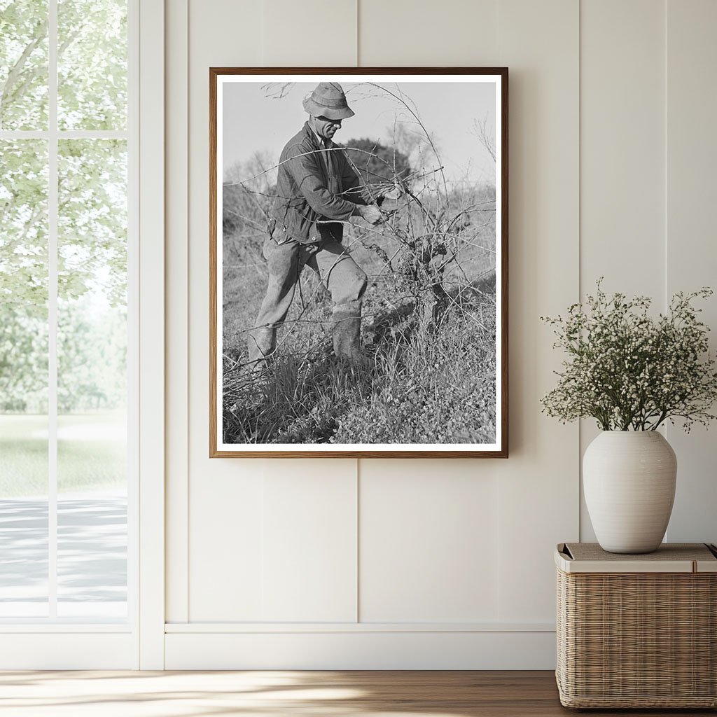 1942 Grape Vine Pruning in Sonoma County Vineyard - Available at KNOWOL