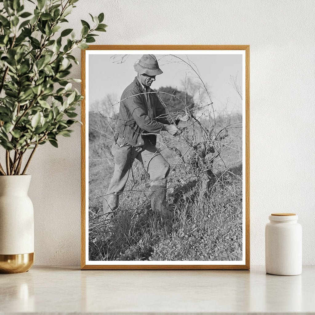 1942 Grape Vine Pruning in Sonoma County Vineyard - Available at KNOWOL