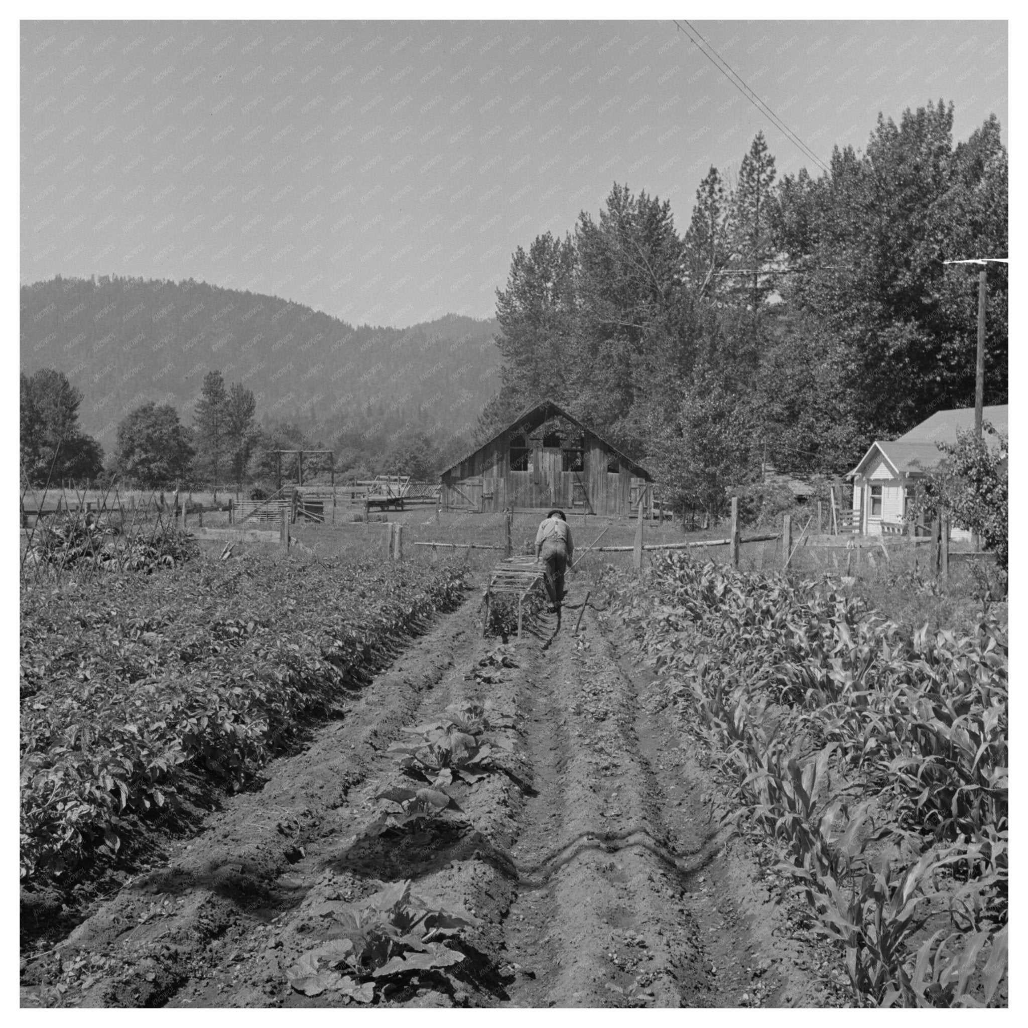 1942 Vintage Black and White Oregon Garden Image - Available at KNOWOL
