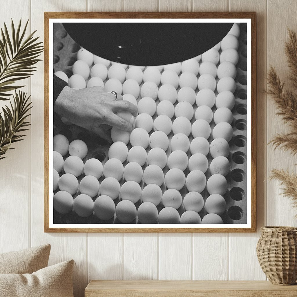 1942 Vintage Photo of Inspecting Pedigreed Eggs in California - Available at KNOWOL