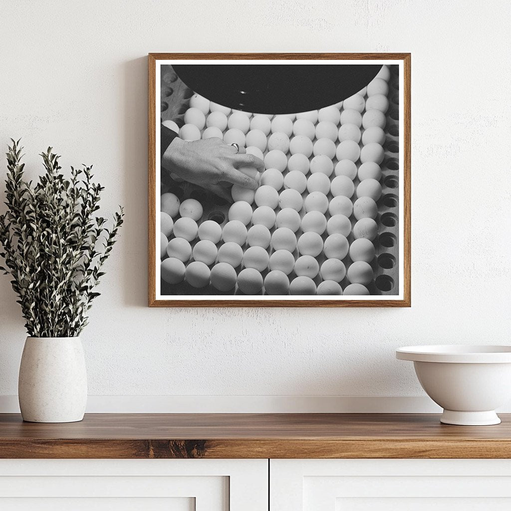 1942 Vintage Photo of Inspecting Pedigreed Eggs in California - Available at KNOWOL