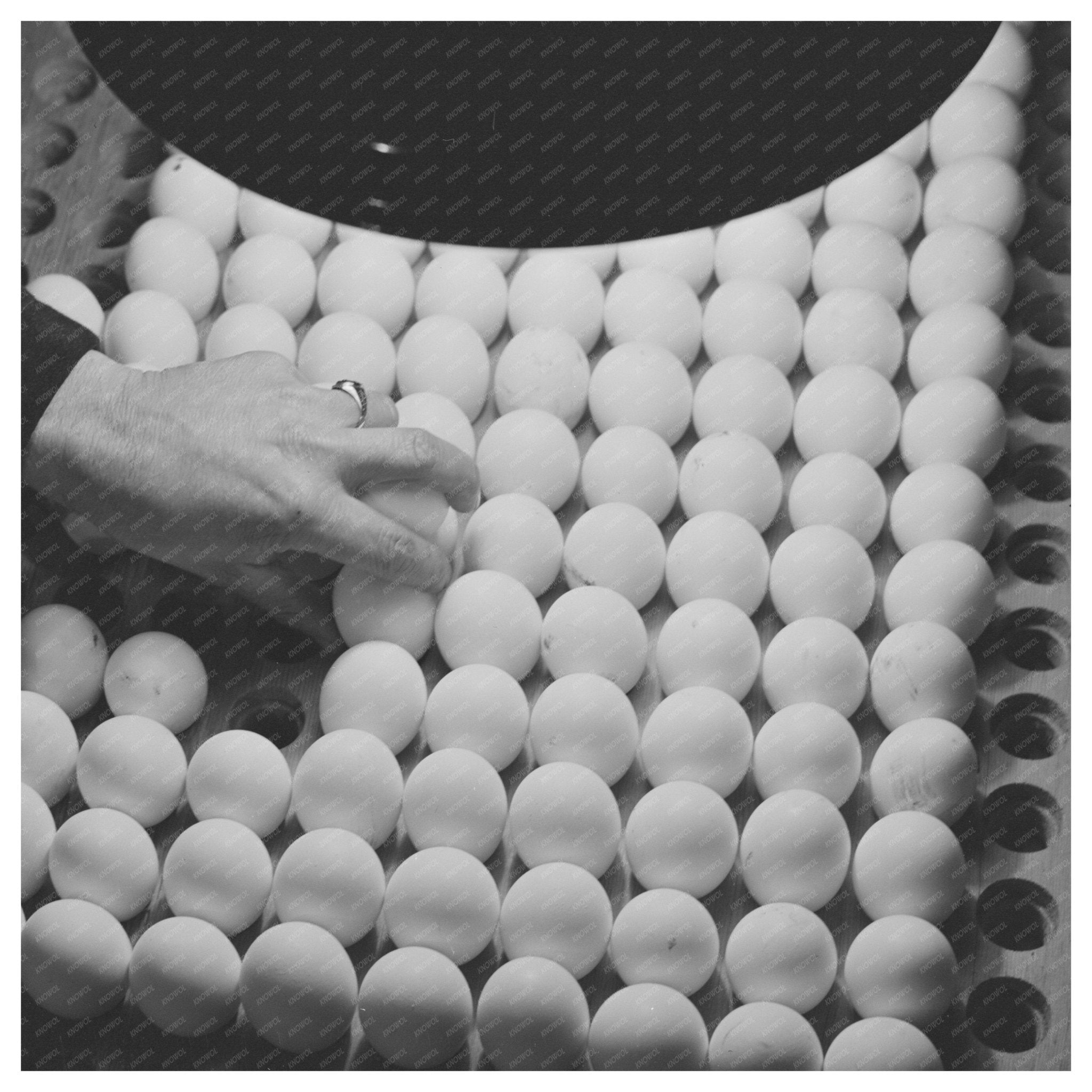 1942 Vintage Photo of Inspecting Pedigreed Eggs in California - Available at KNOWOL