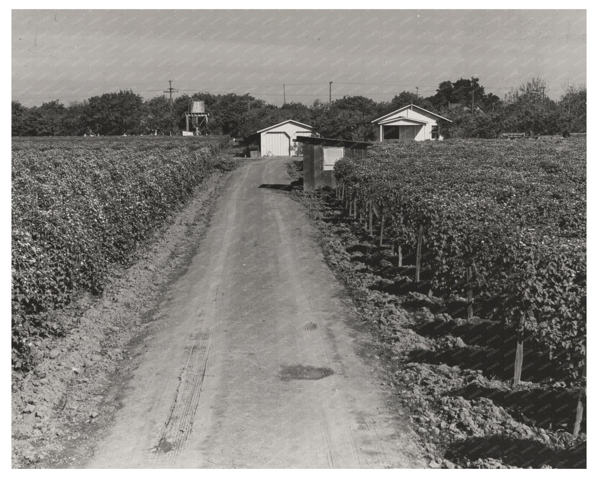 1942 Vintage Photograph of Berry Farm in Centerville Alameda County California - Available at KNOWOL