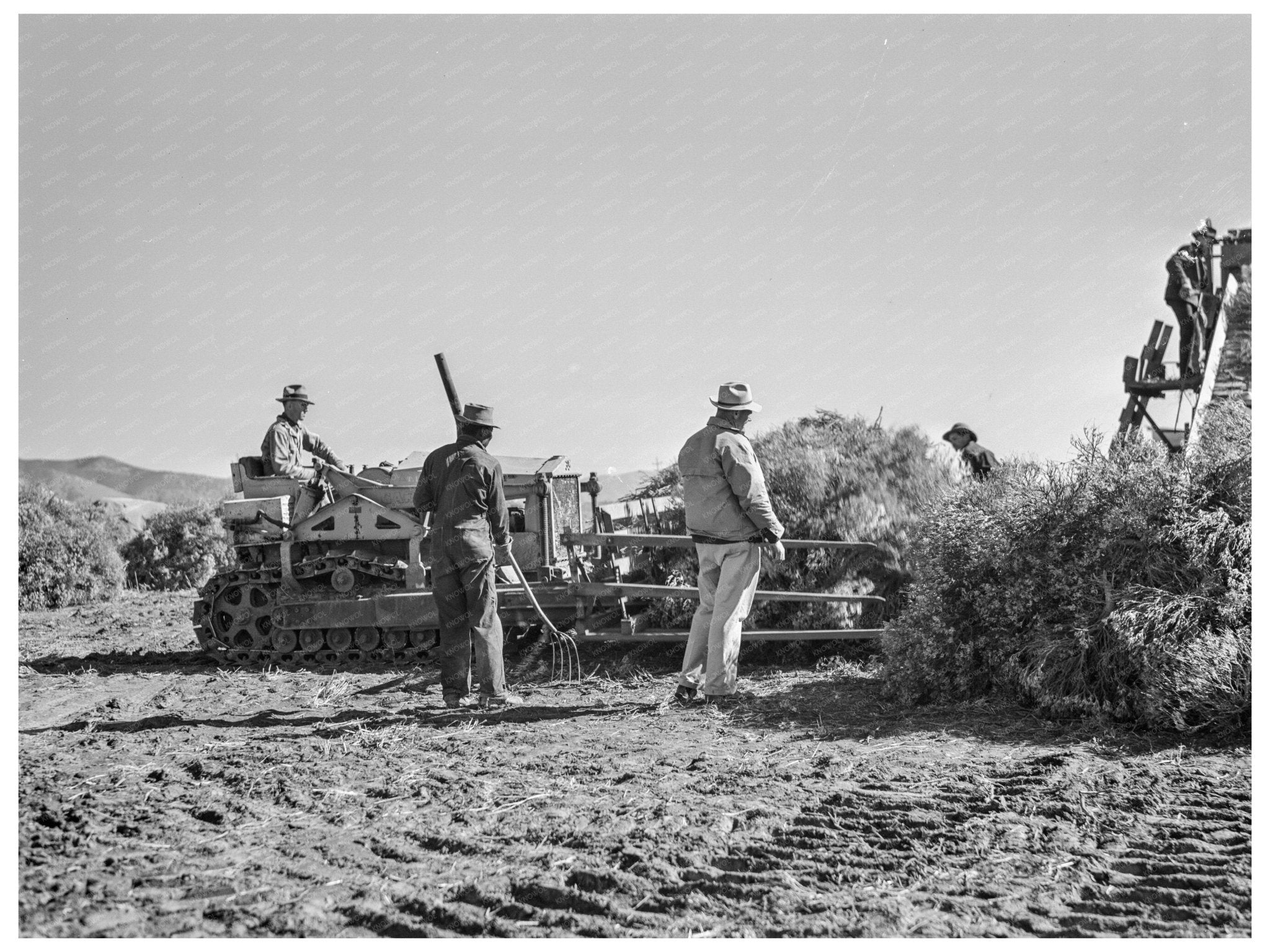 1942 Vintage Photograph of Guayule Harvest in California - Available at KNOWOL