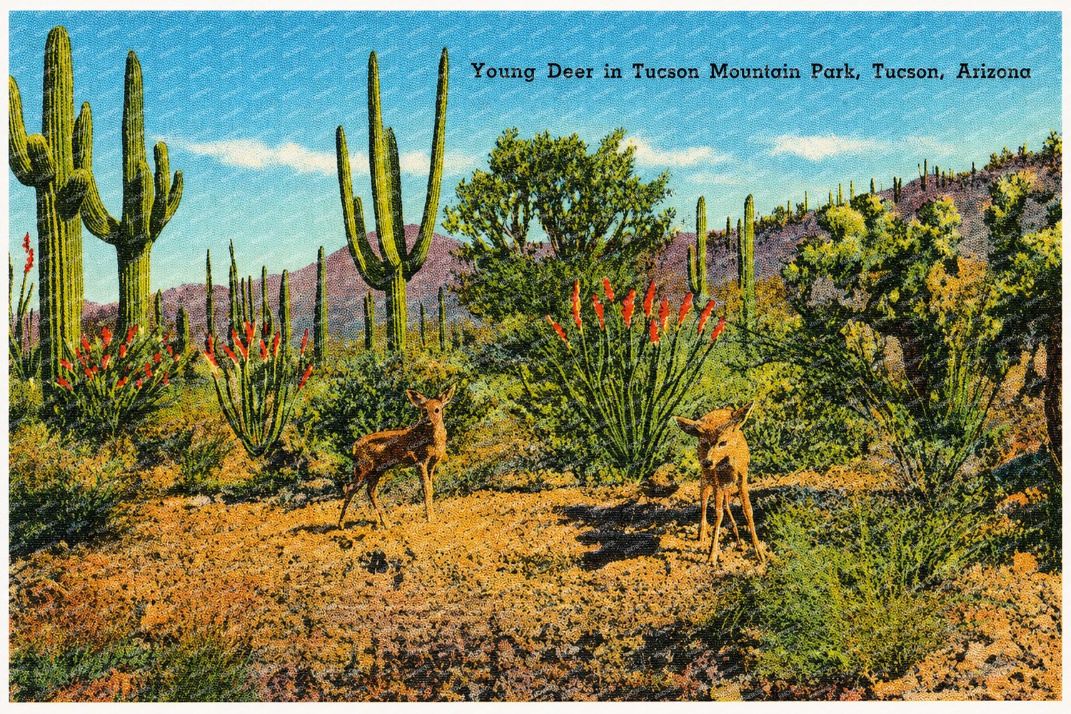 Tucson, AZ: Young deer in Tucson Mountain Park