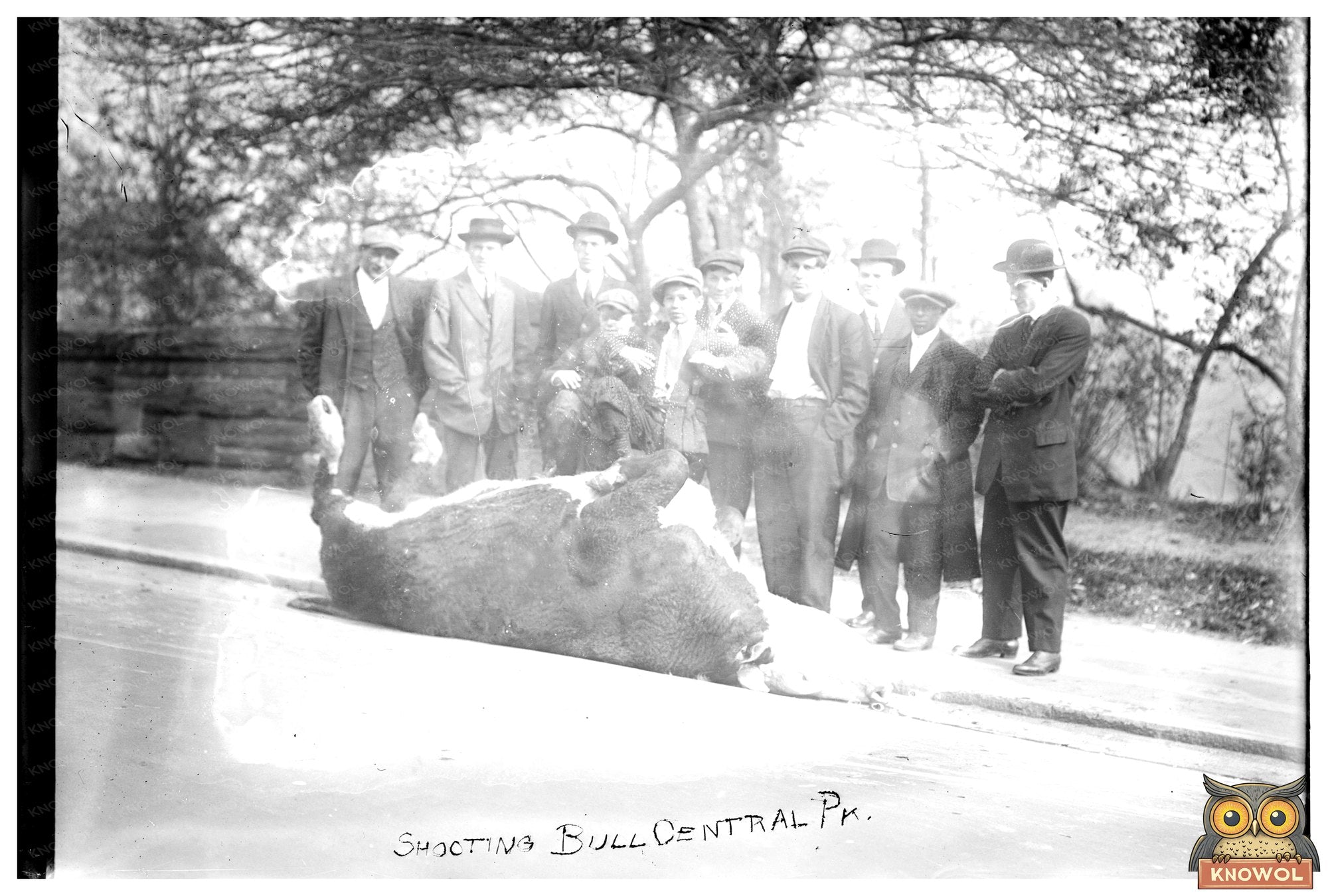 Historic Bull Shooting Event in Central Park, 1913