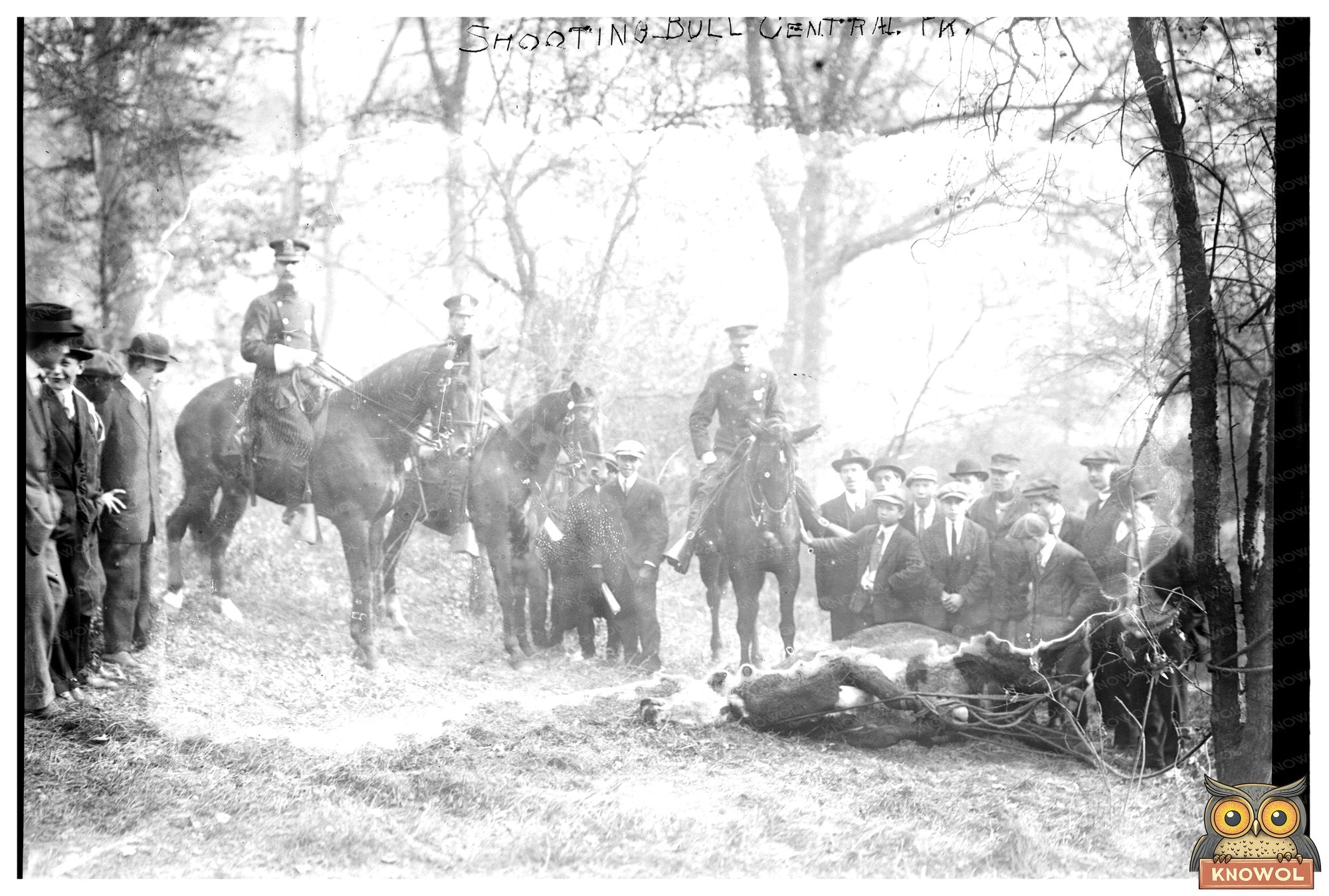 Historic Bull Shooting Event in Central Park, 1913