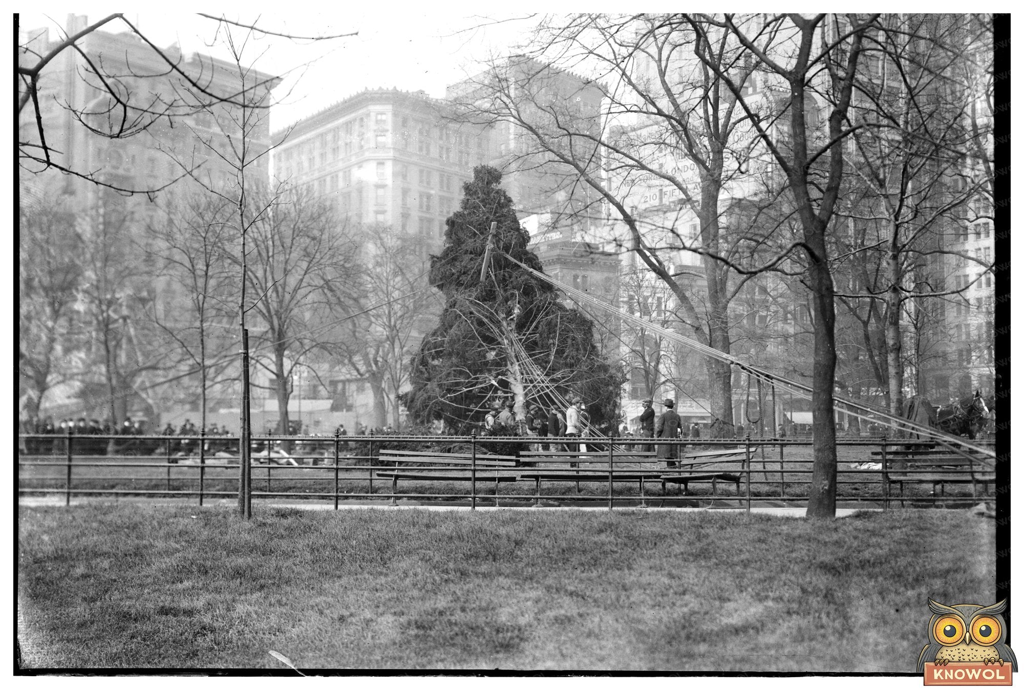 Festive 1913 Christmas Tree in Madison Square, NYC