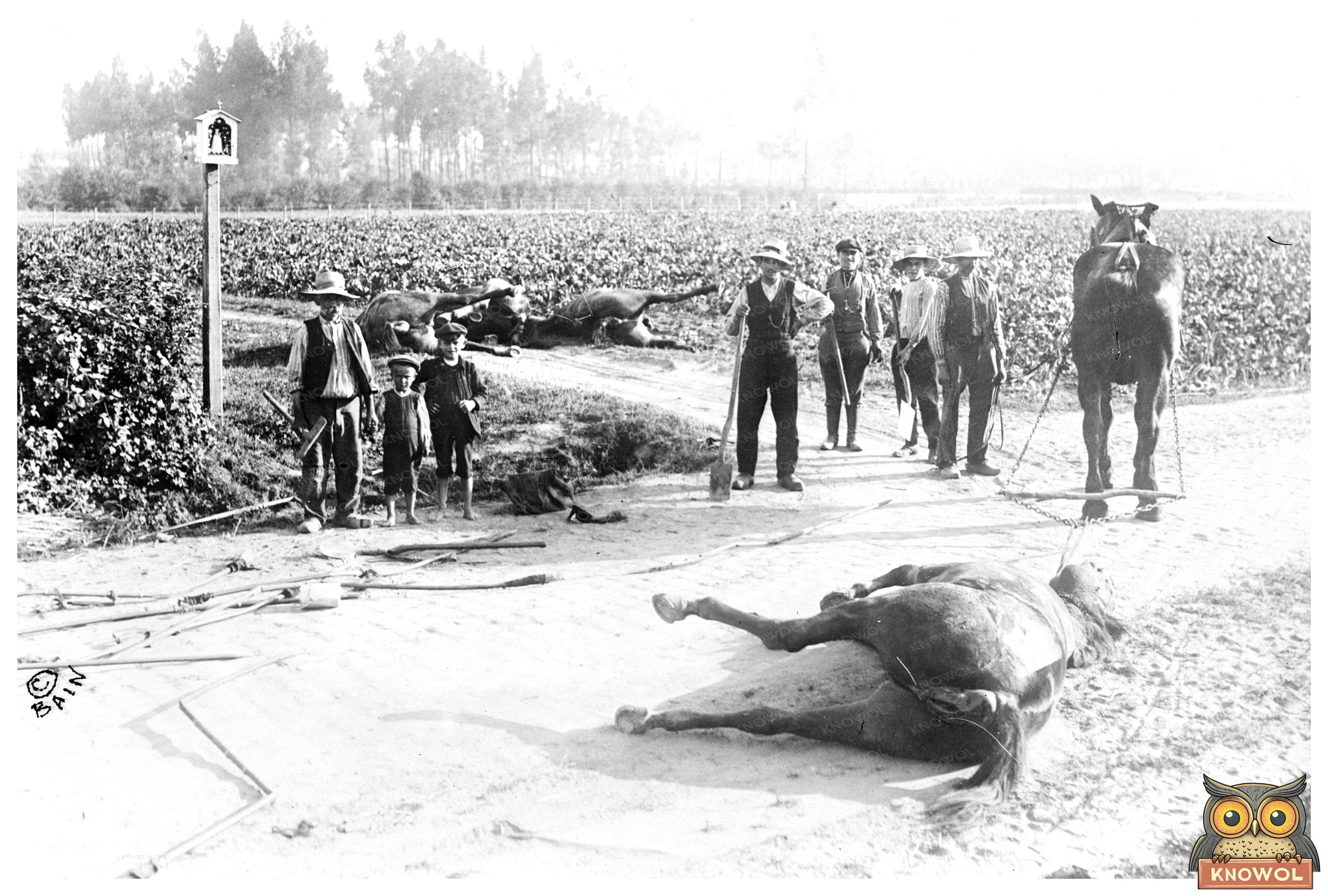 1914 Belgium: Haunting Aftermath of Battle Horses
