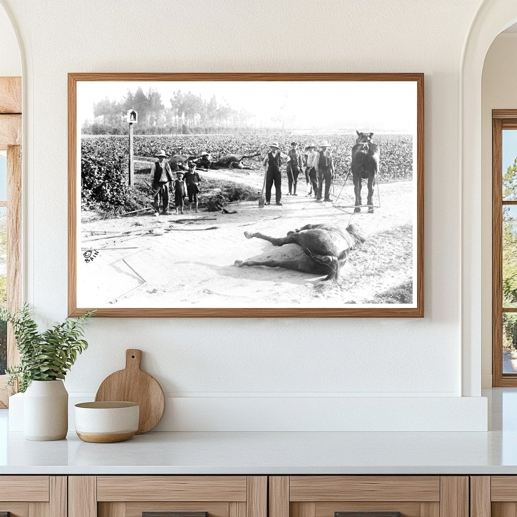 1914 Belgium: Haunting Aftermath of Battle Horses