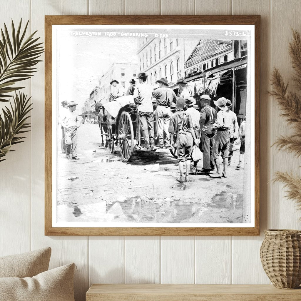 Grim Aftermath: Collecting Victims of Hurricane 1900