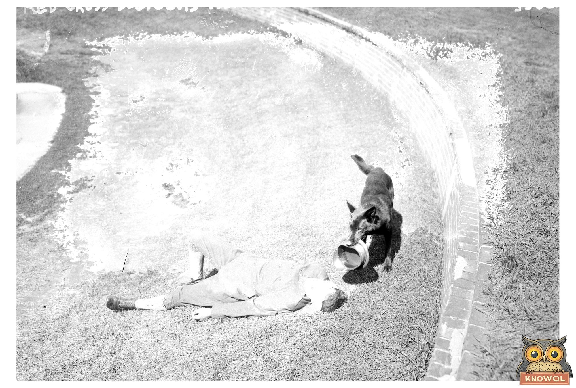 Brave World War I Red Cross Service Dog on Duty