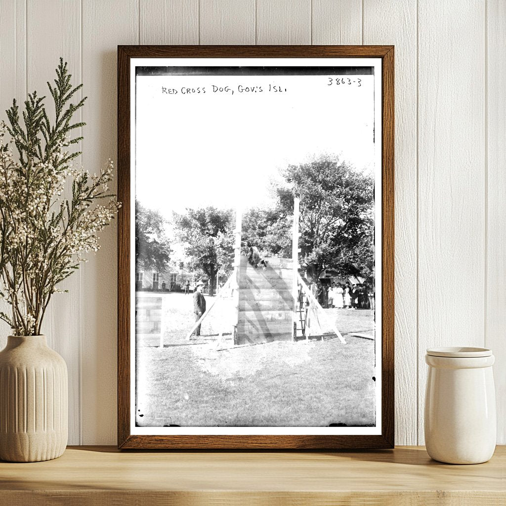 Heroic Red Cross Dog on Governor’s Island, 1916