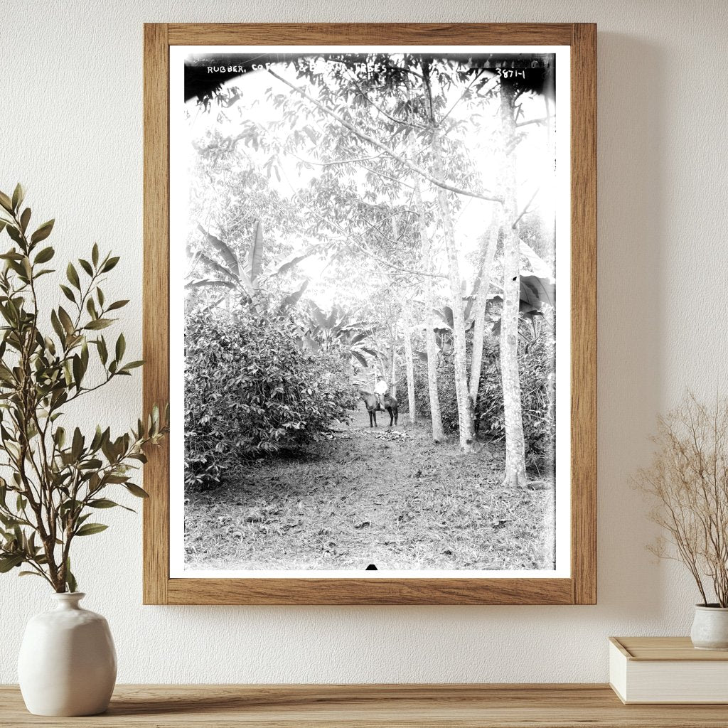 Historic Rubber, coffee, and banana trees Print, Vintage Art