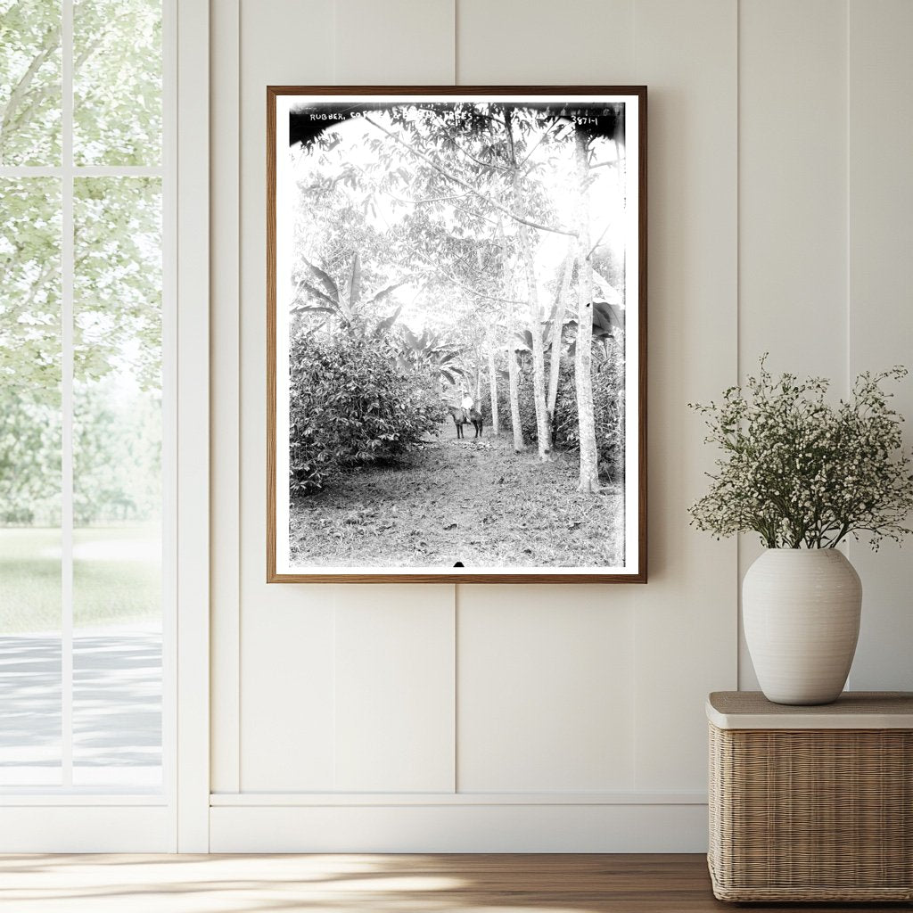 Historic Rubber, coffee, and banana trees Print, Vintage Art