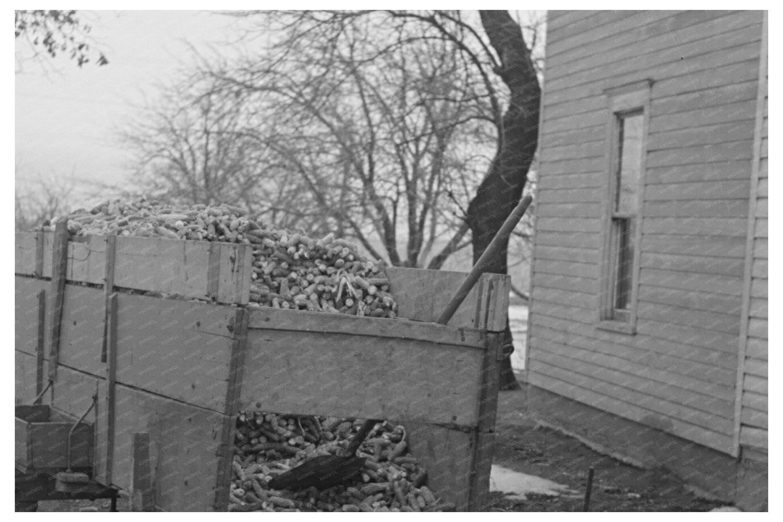 Wagonsled with Corncobs on Iowa Farm December 1936