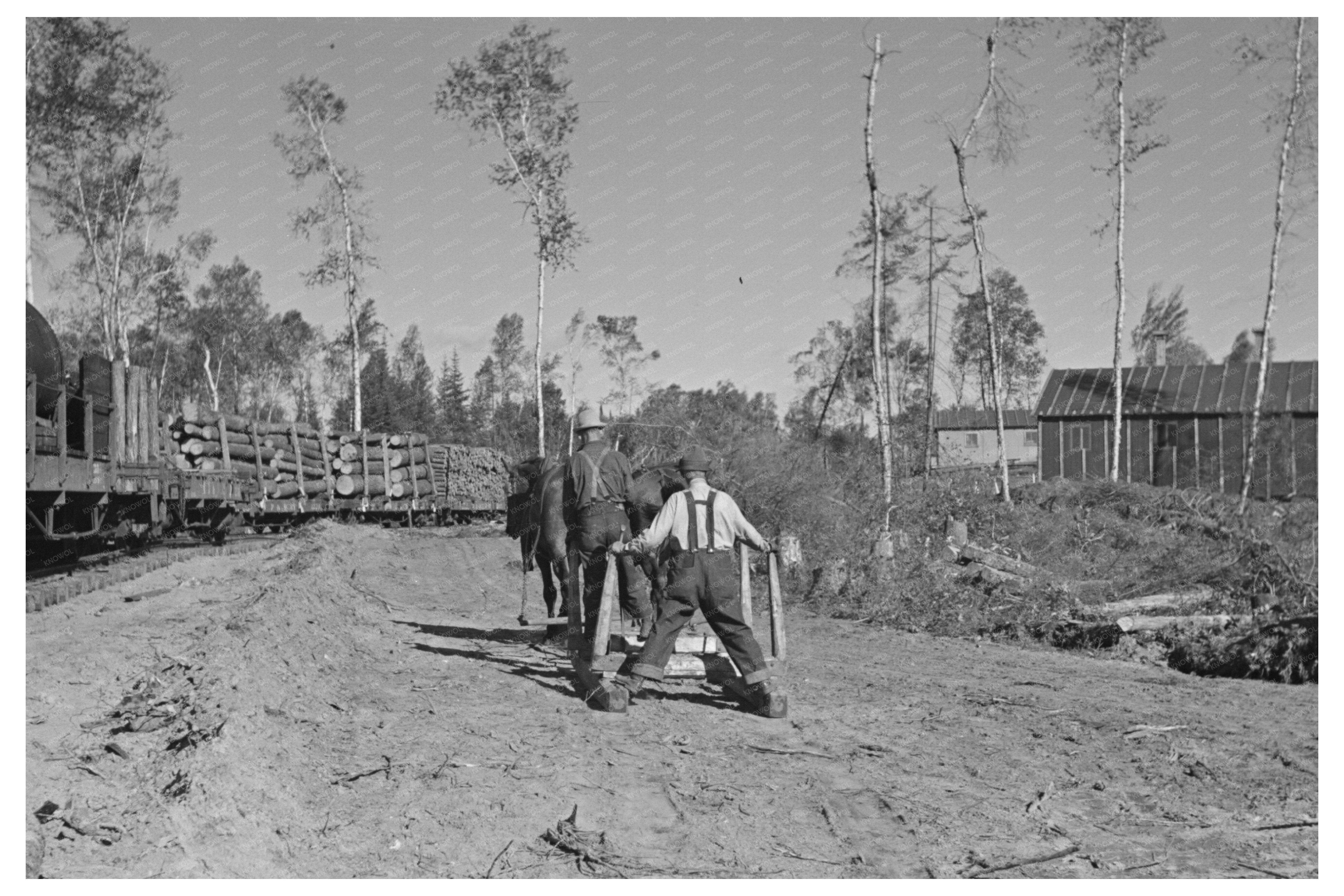 Lumberjacks at Work in Minnesota Camp 1937