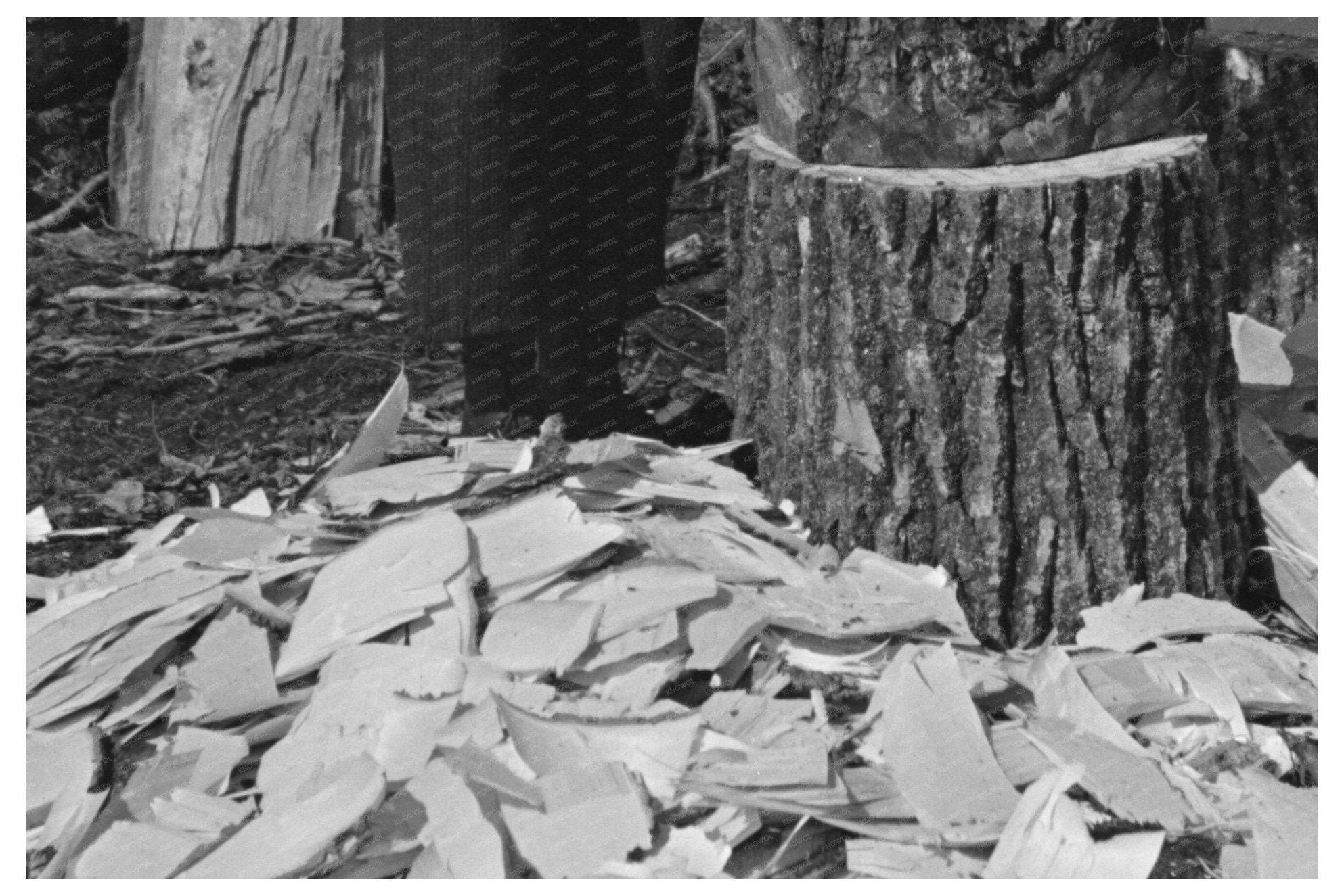 Vintage 1937 Broadaxe Woodwork at Effie Minnesota Campsite