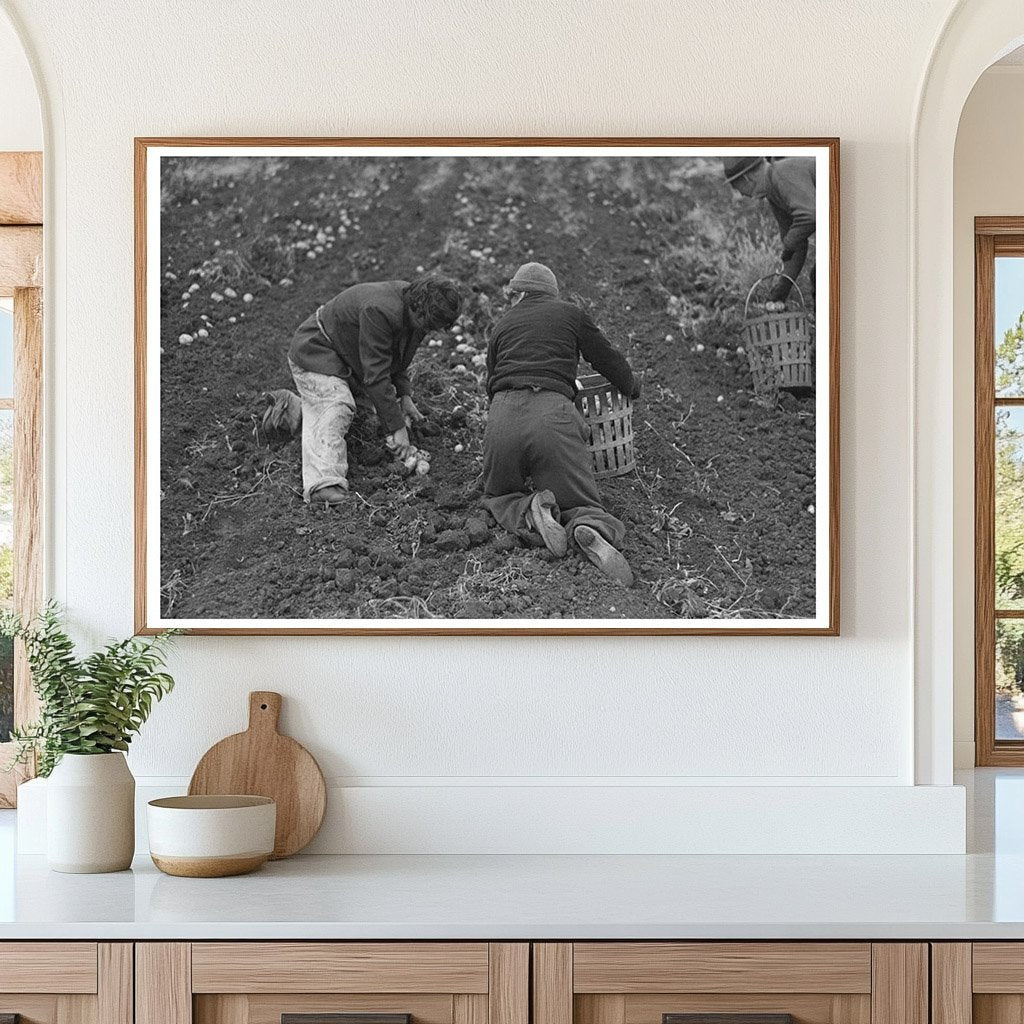 Young Boy Gathering Potatoes in Minnesota 1937