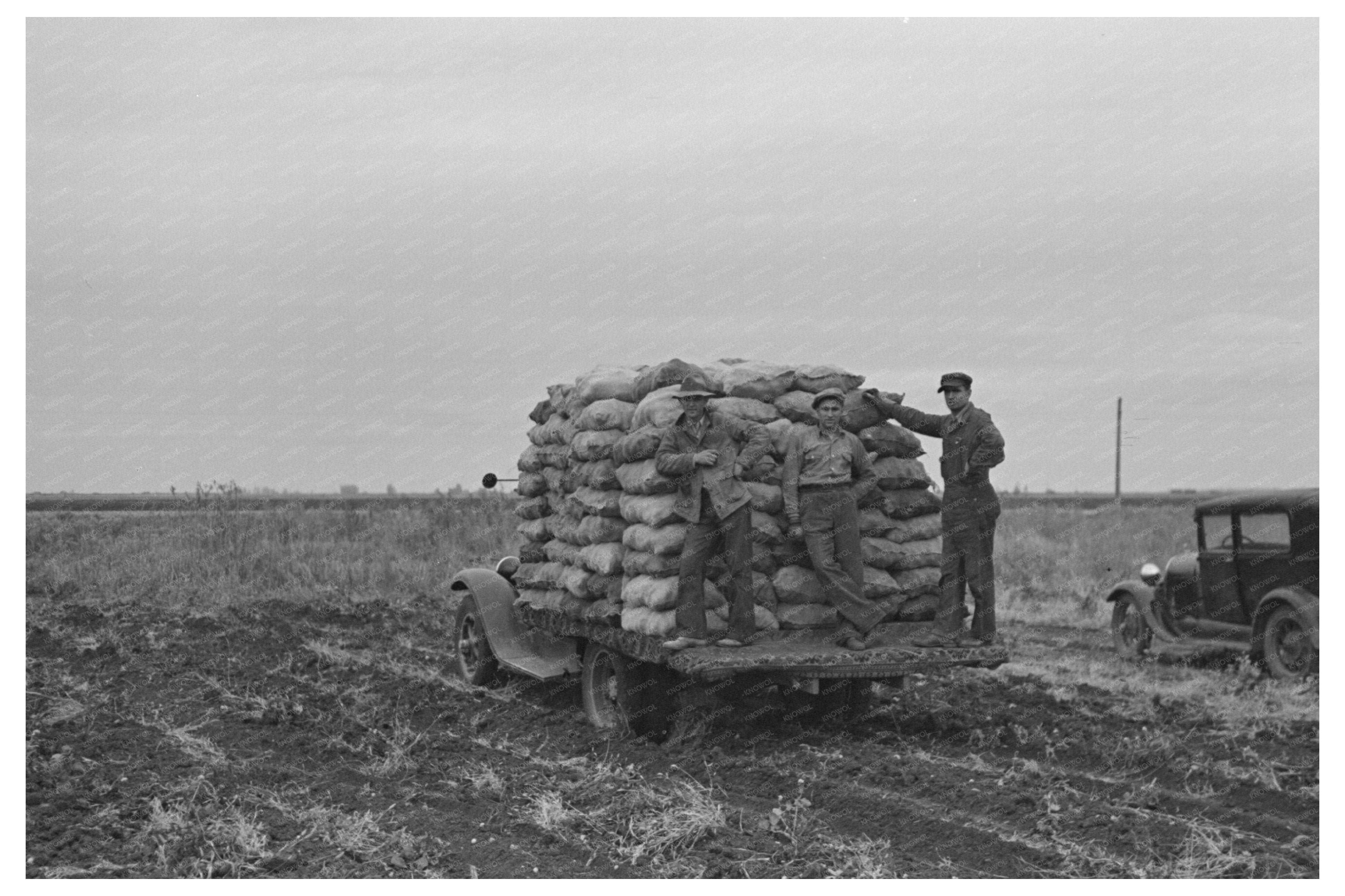 Potato Transport to Market East Grand Forks Minnesota 1937