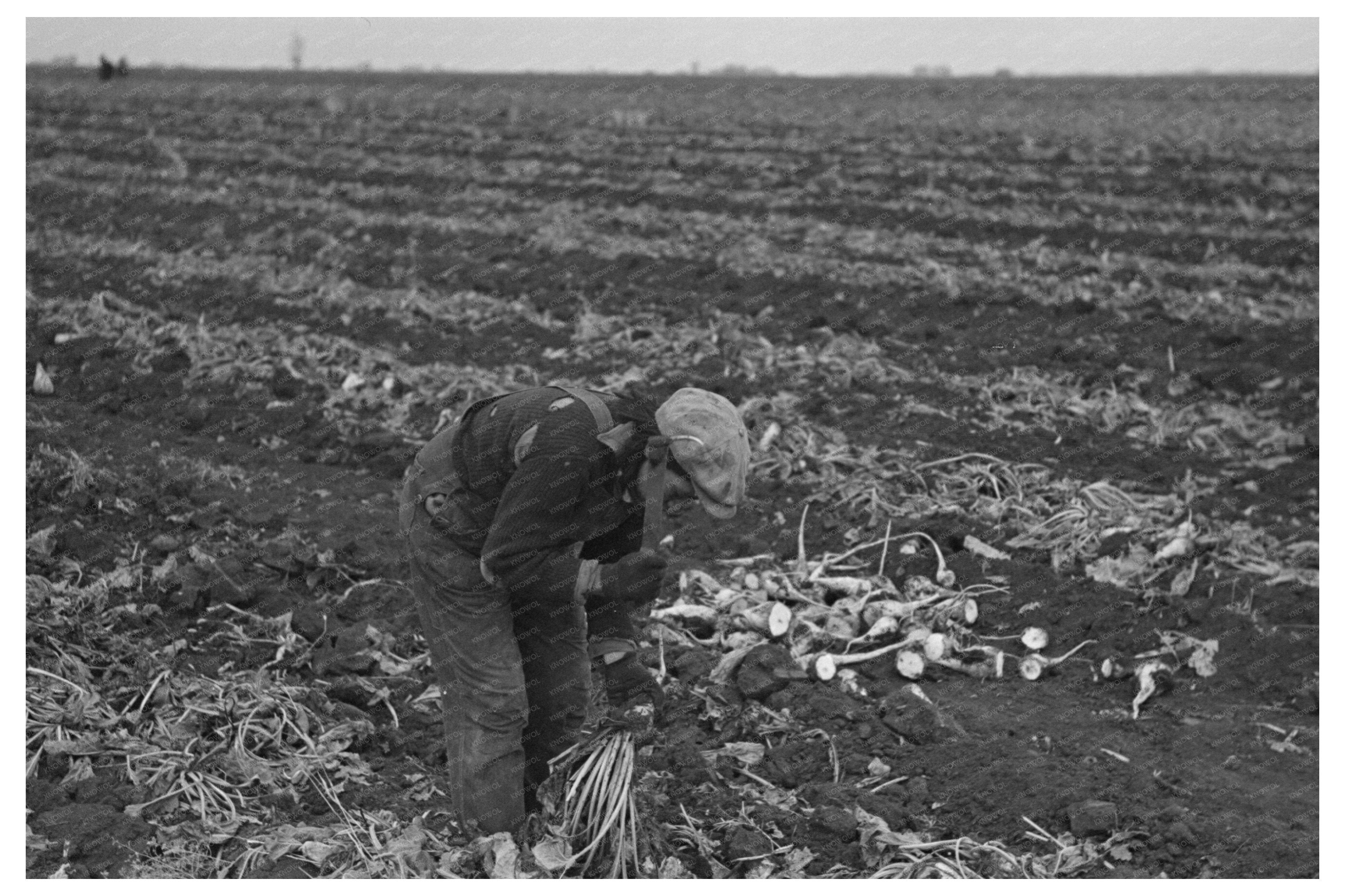 Vintage Potato Worker in East Grand Forks Minnesota 1937