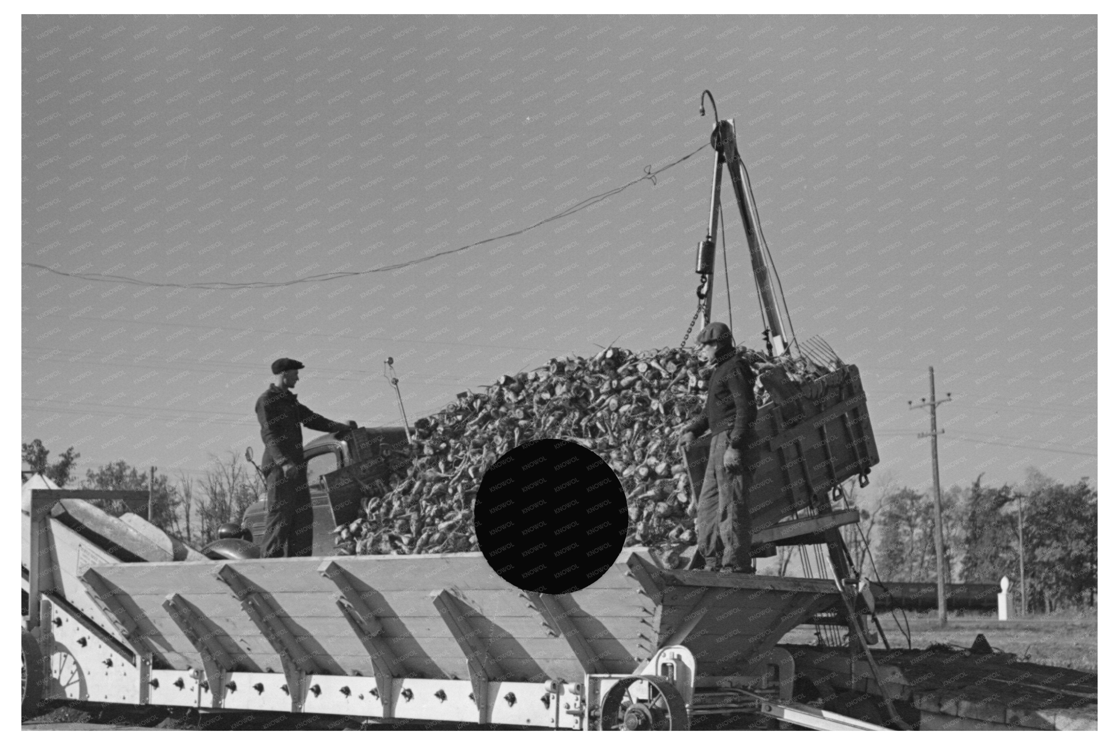 Workers Unloading Sugar Beets East Grand Forks 1937