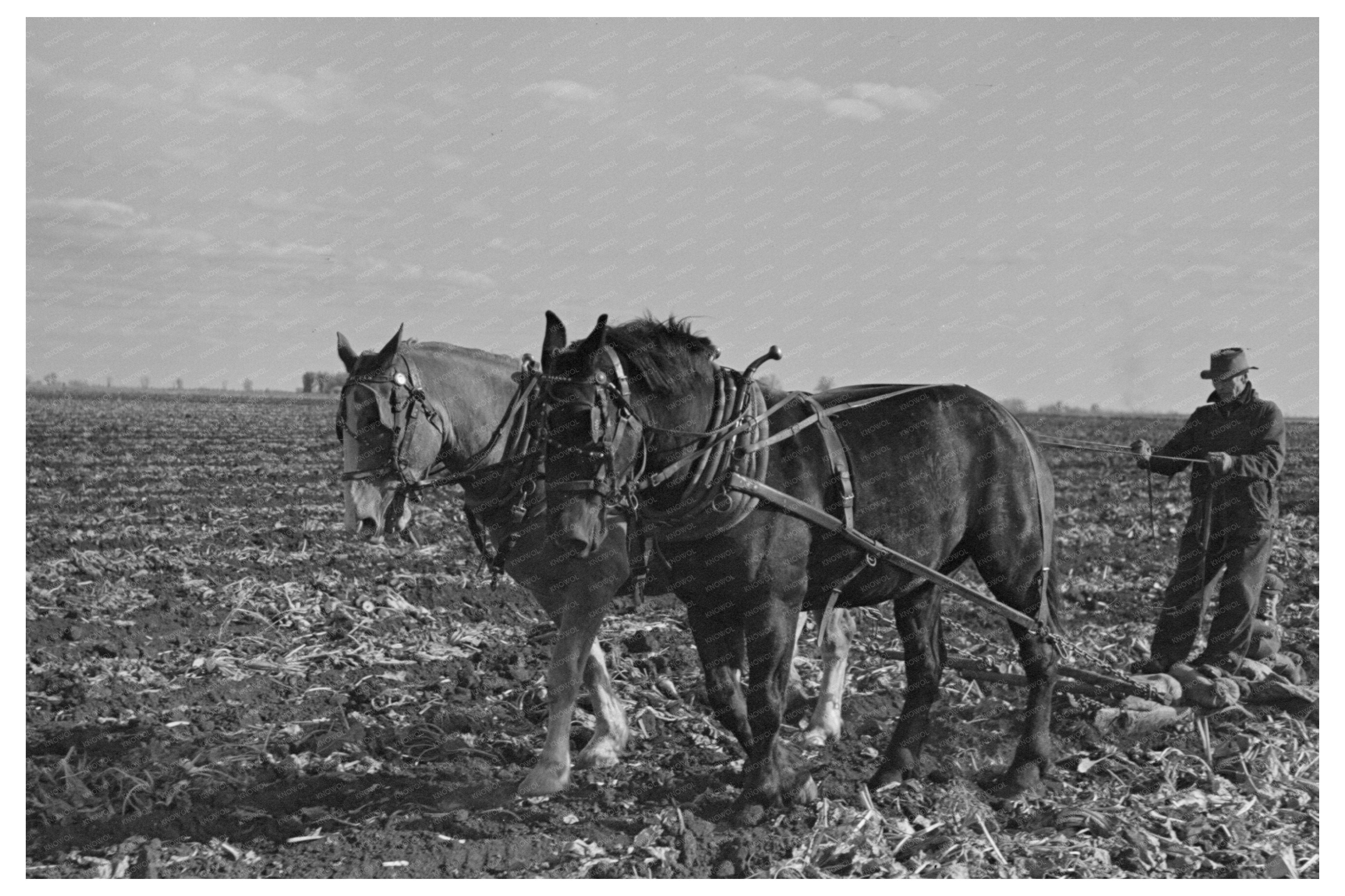 Workers Clearing Space for Sugar Beets East Grand Forks 1937