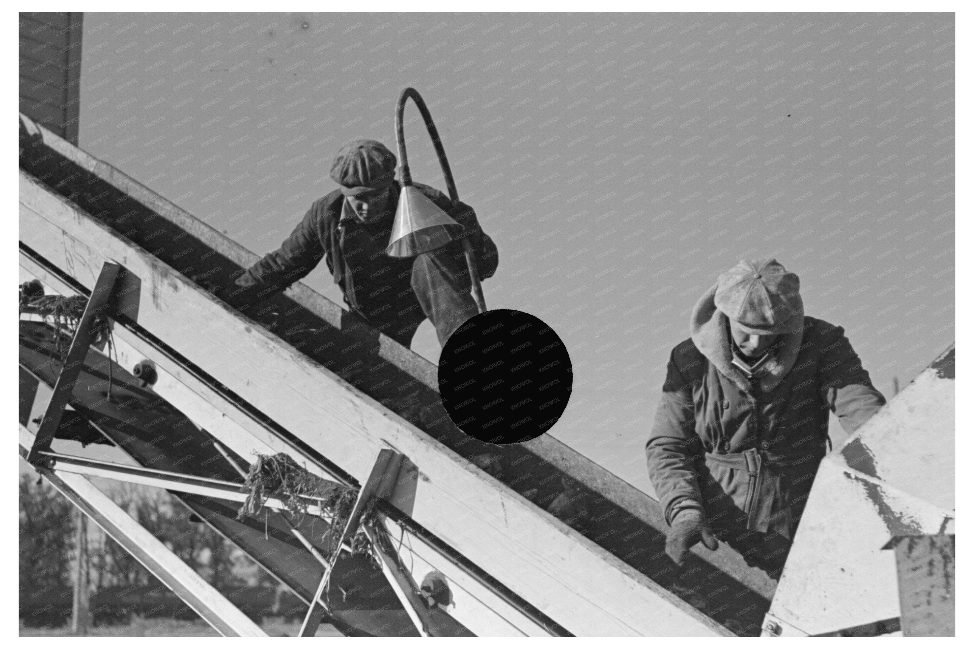 Workers Removing Refuse from Sugar Beets East Grand Forks 1937