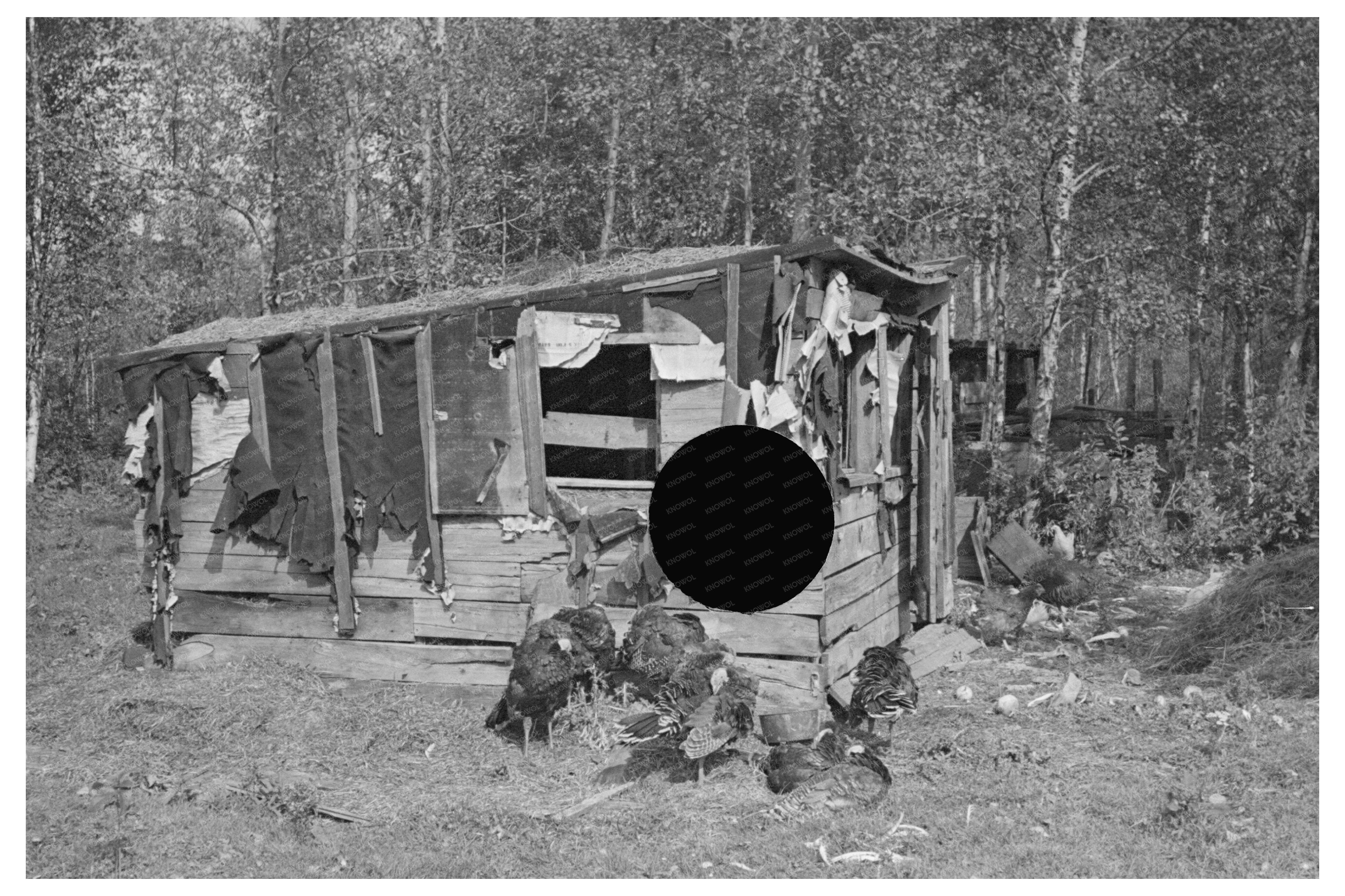 Vintage Farm Life Near Northome Minnesota 1937