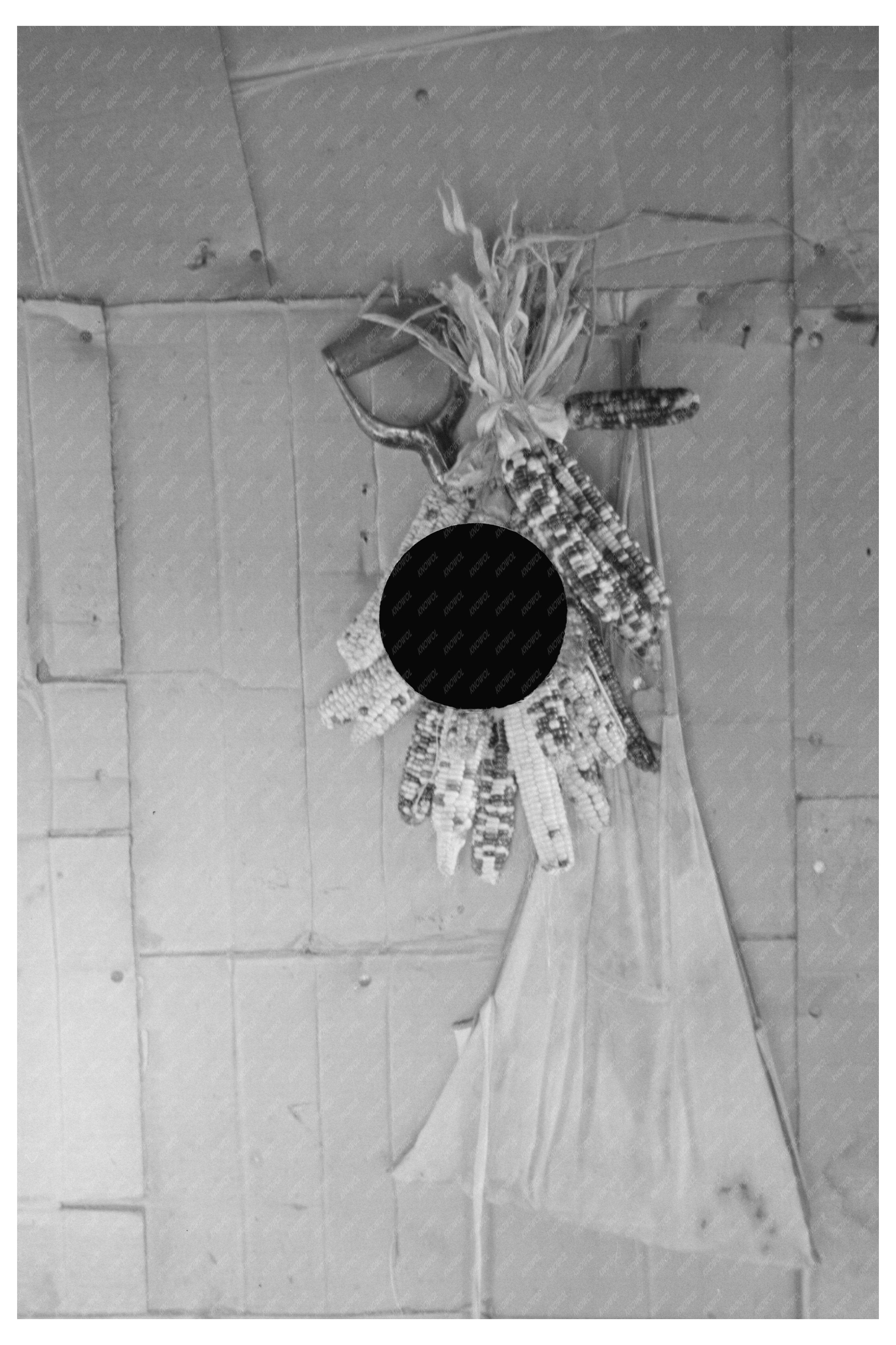 Indian Rainbow Corn in Farmhouse Minnesota 1937