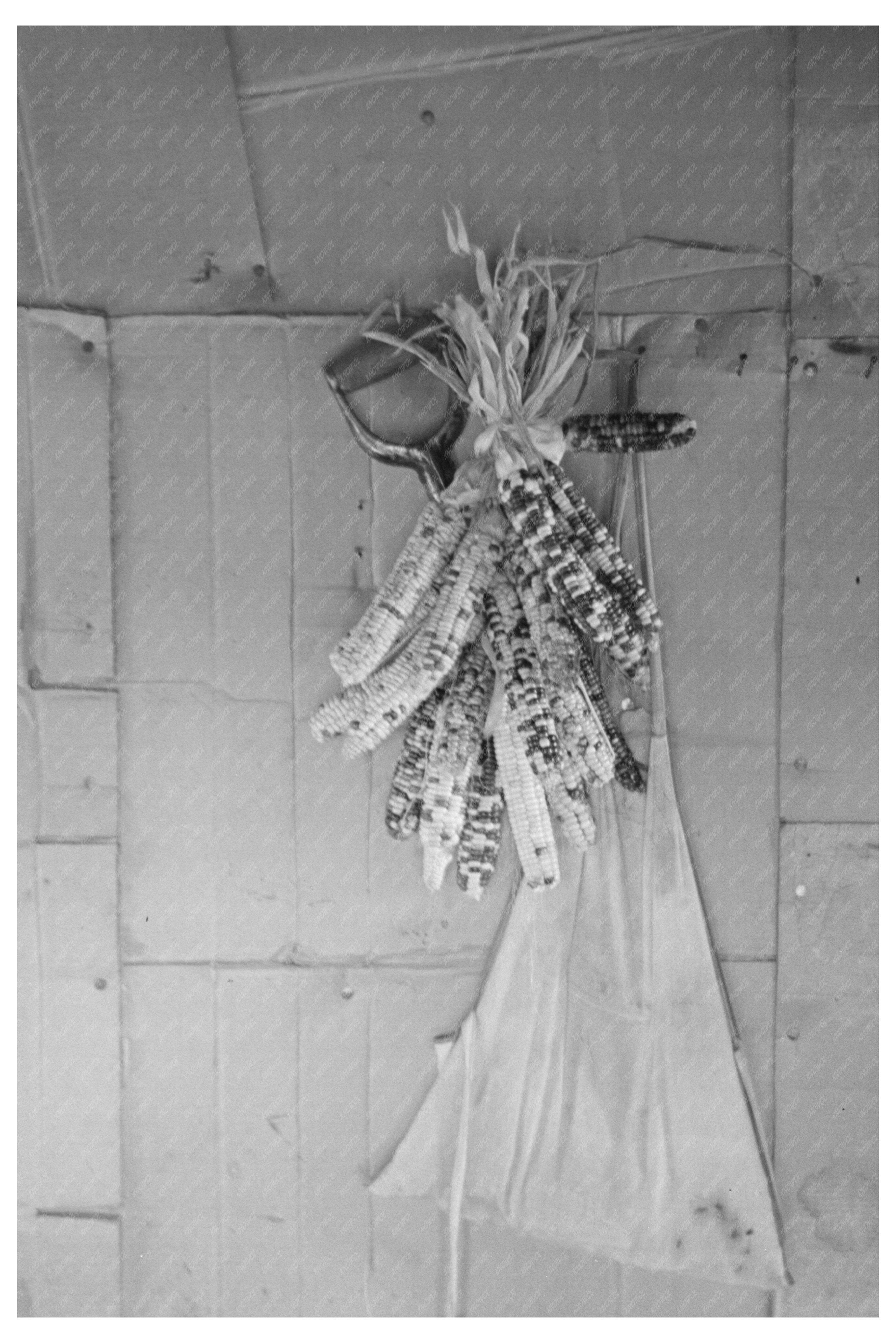 Indian Rainbow Corn Displayed in Minnesota Farmhouse 1937
