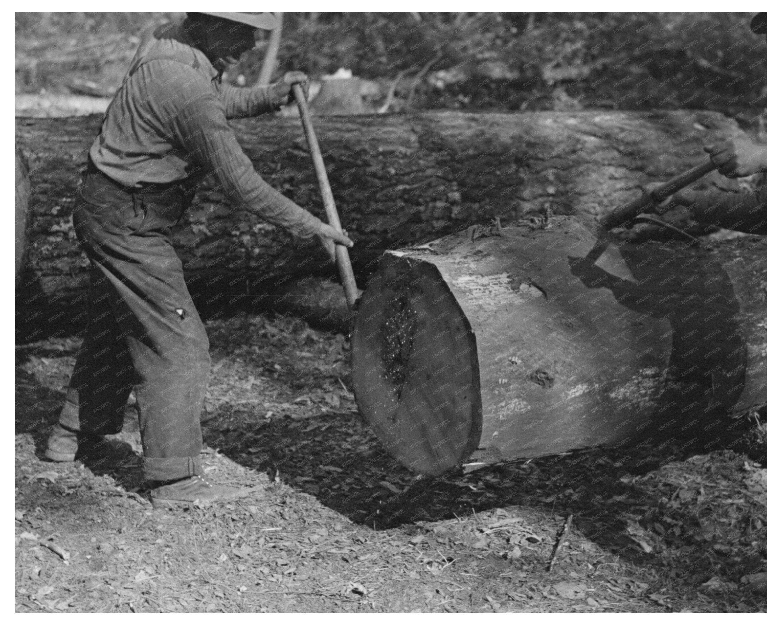 Lumberjacks Using Peaveys in Minnesota 1937