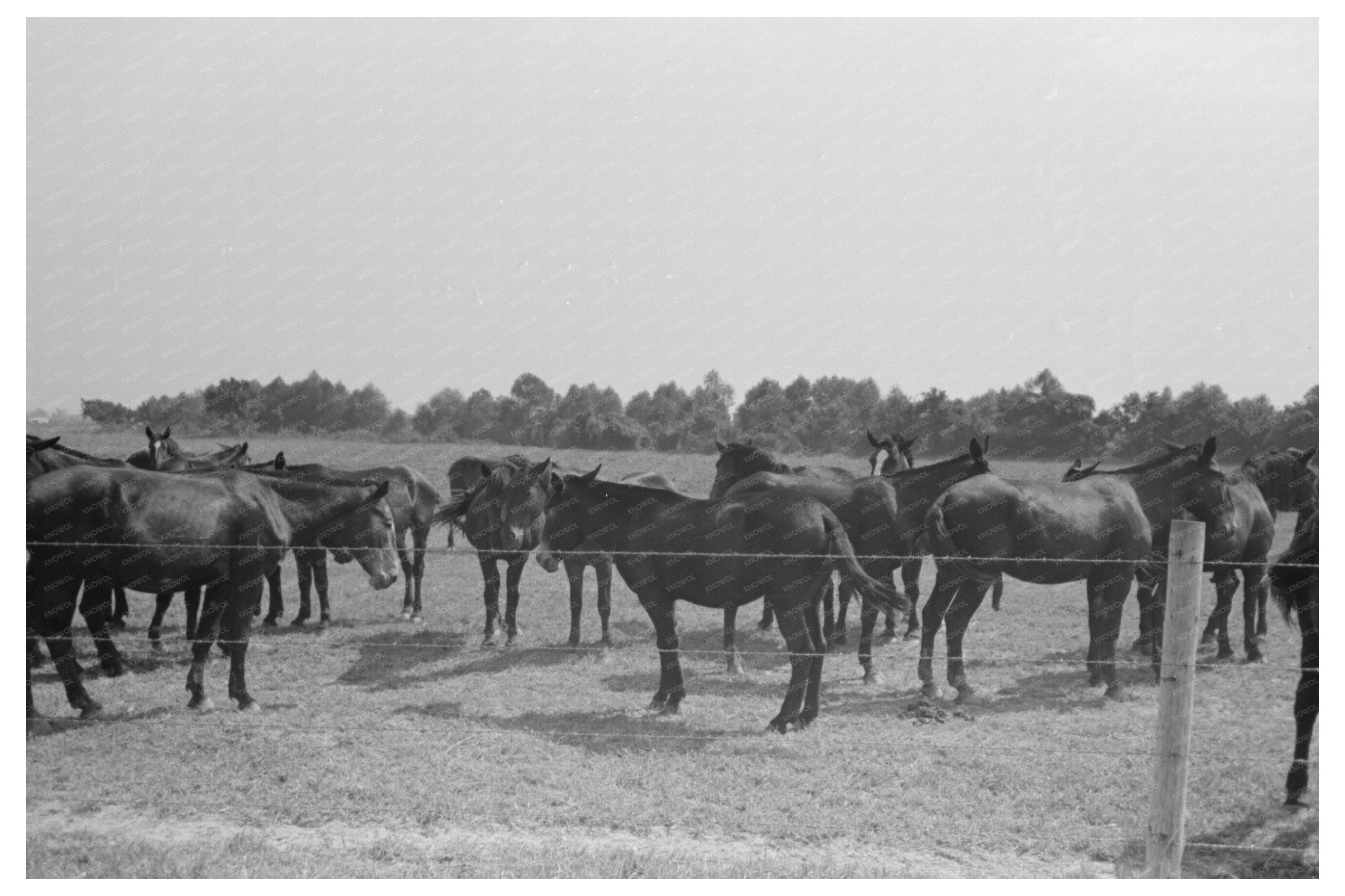 Vintage 1938 Image of Mules at Lake Dick Arkansas