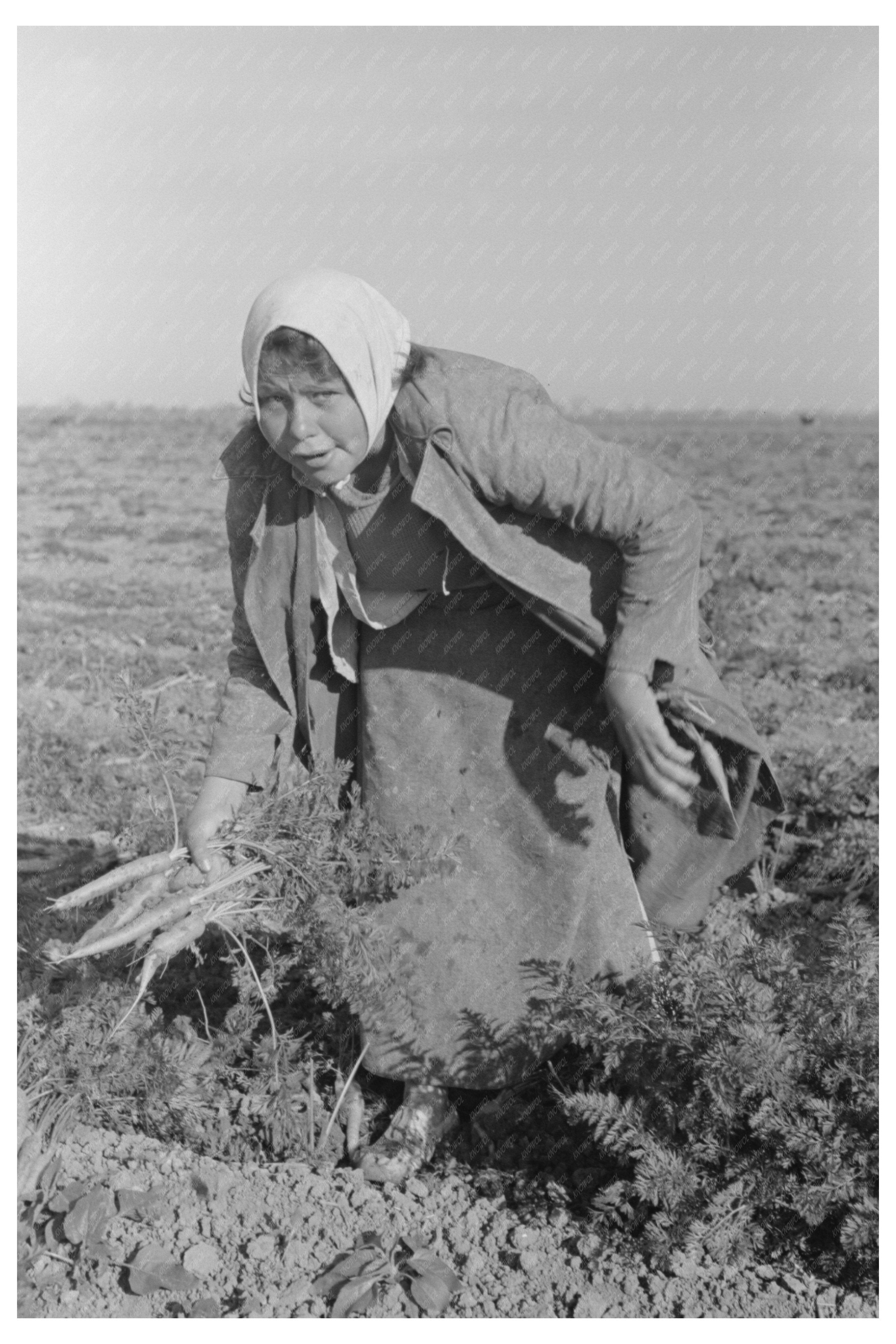 Mexican Girl Carrot Puller Edinburg Texas February 1939
