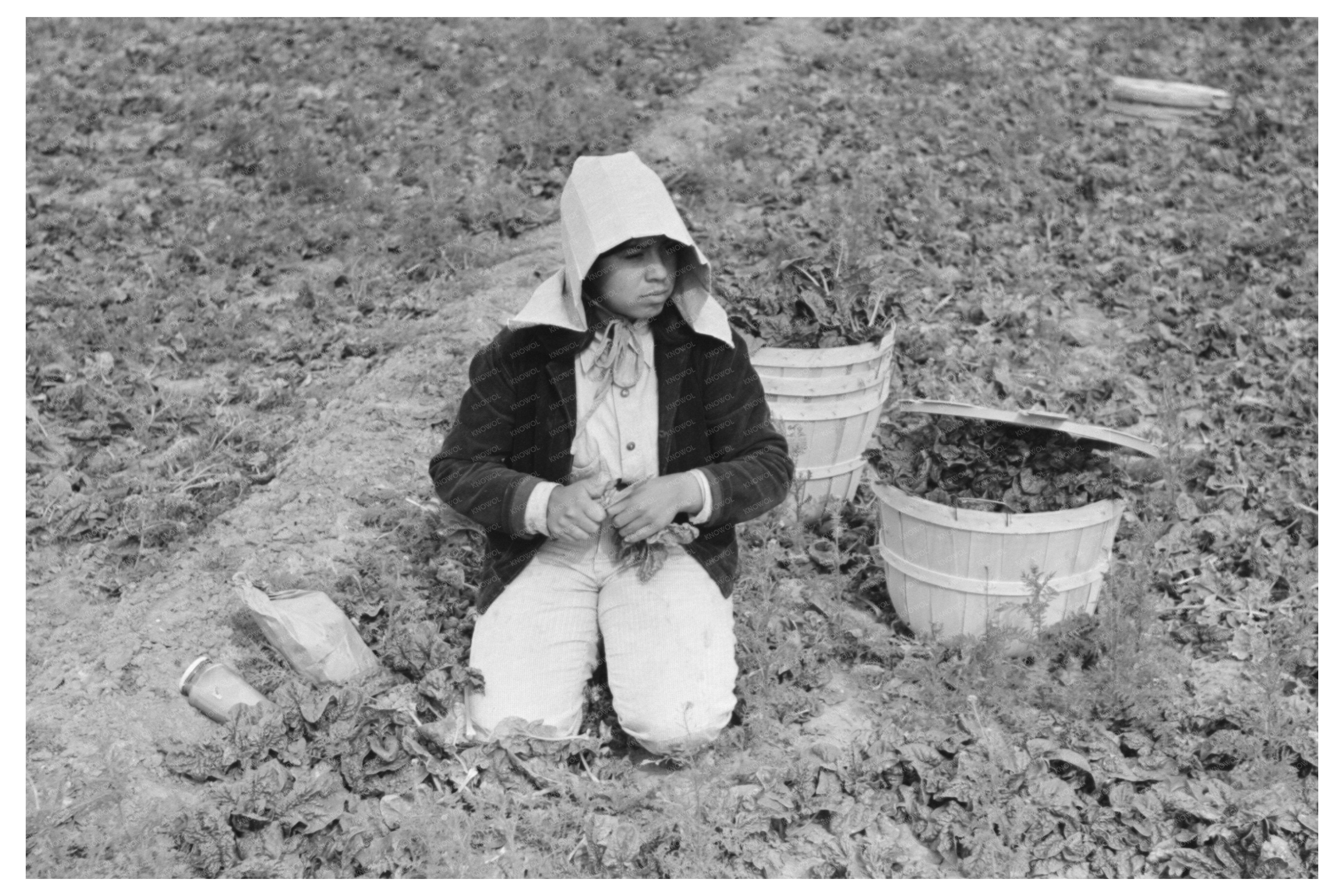 Workers Loading Spinach onto Truck La Pryor Texas 1939
