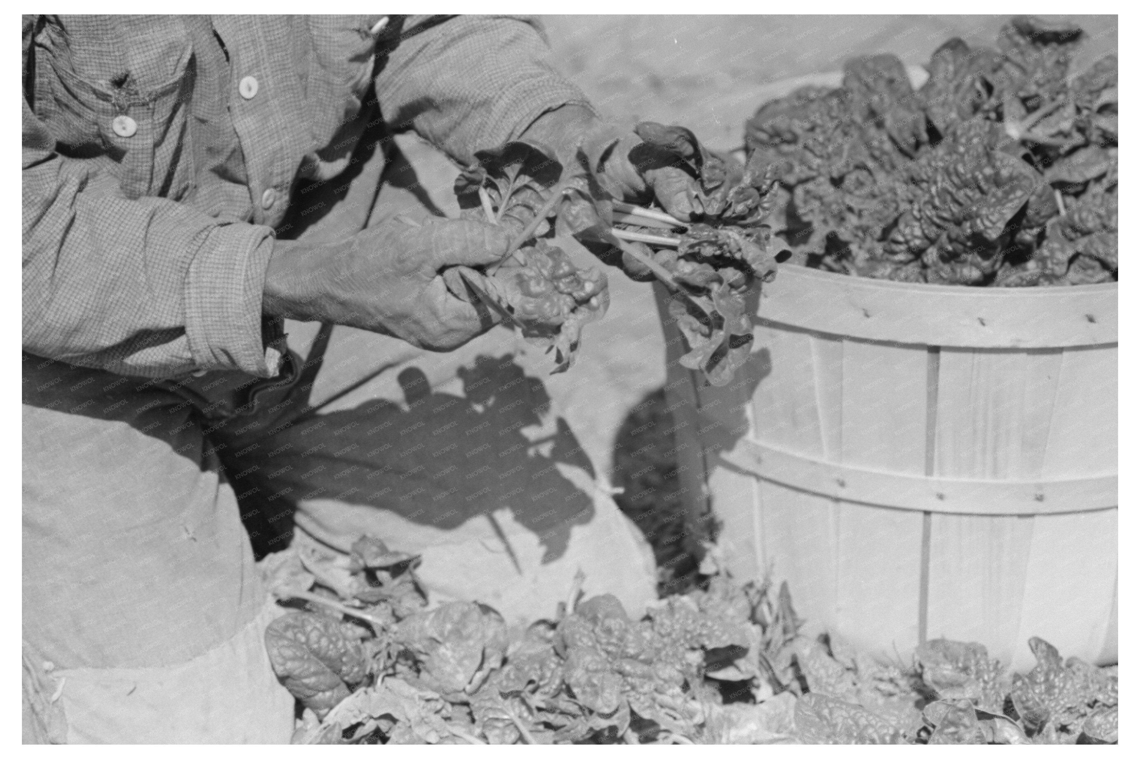 Mexican Spinach Cutter Inspects Leaves La Pryor Texas 1939
