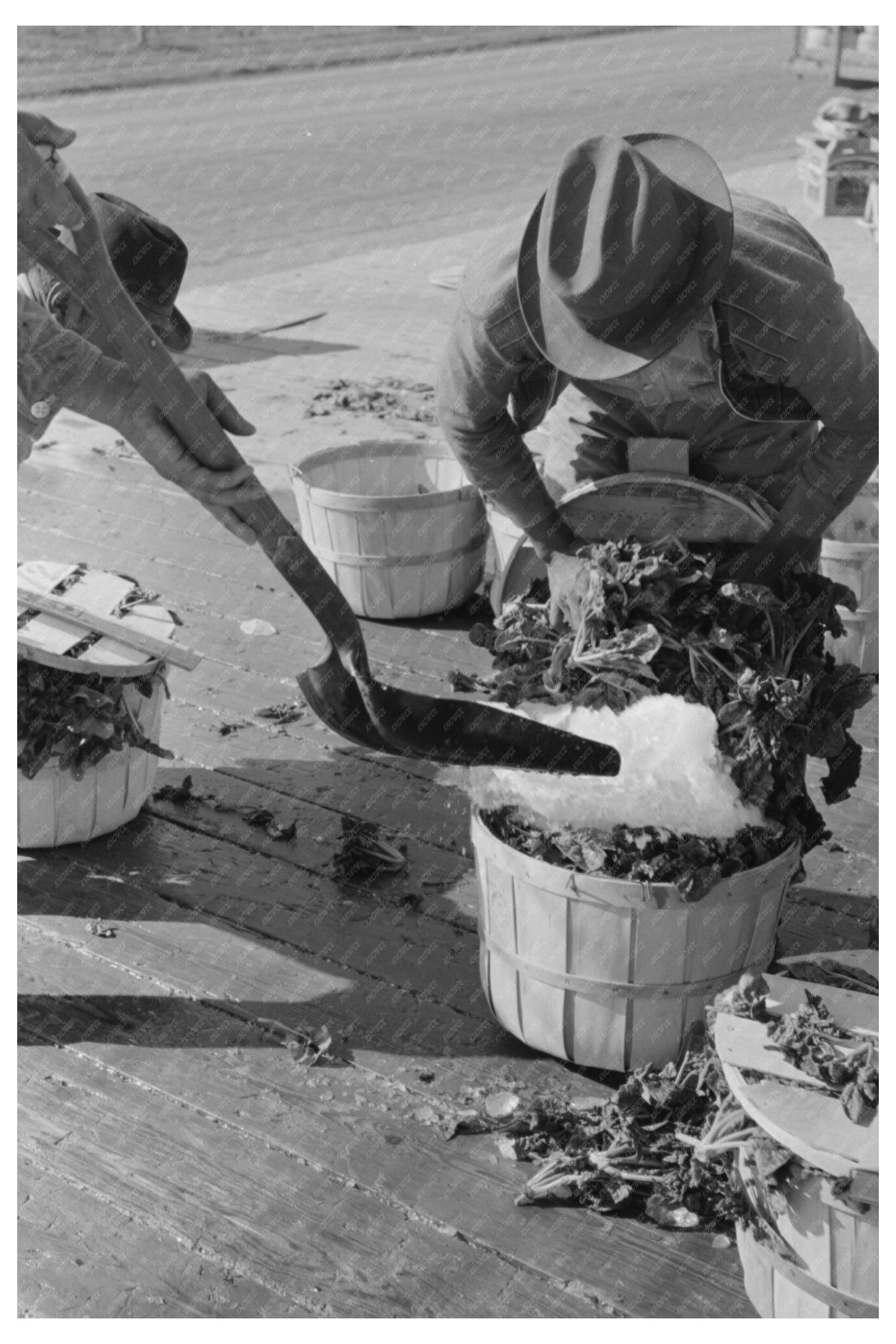 Workers Packing Spinach with Ice La Pryor Texas 1939