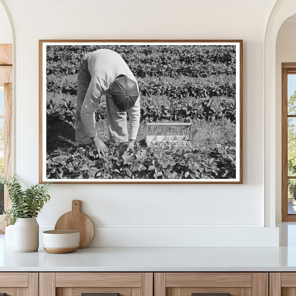 Migrant Boy Picking Strawberries Hammond Louisiana 1939