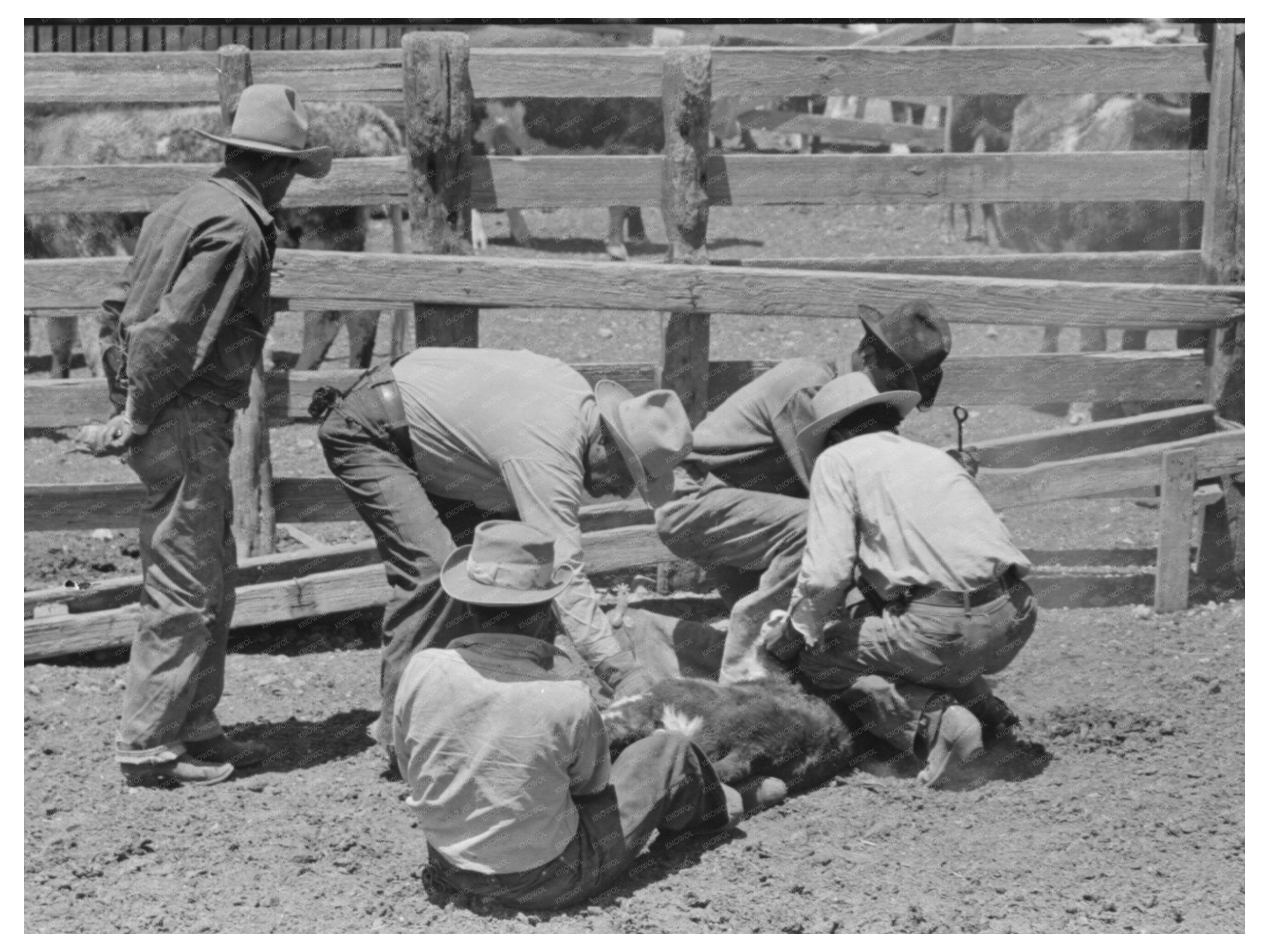 Rancher Branding Calf at Walking X Ranch May 1939