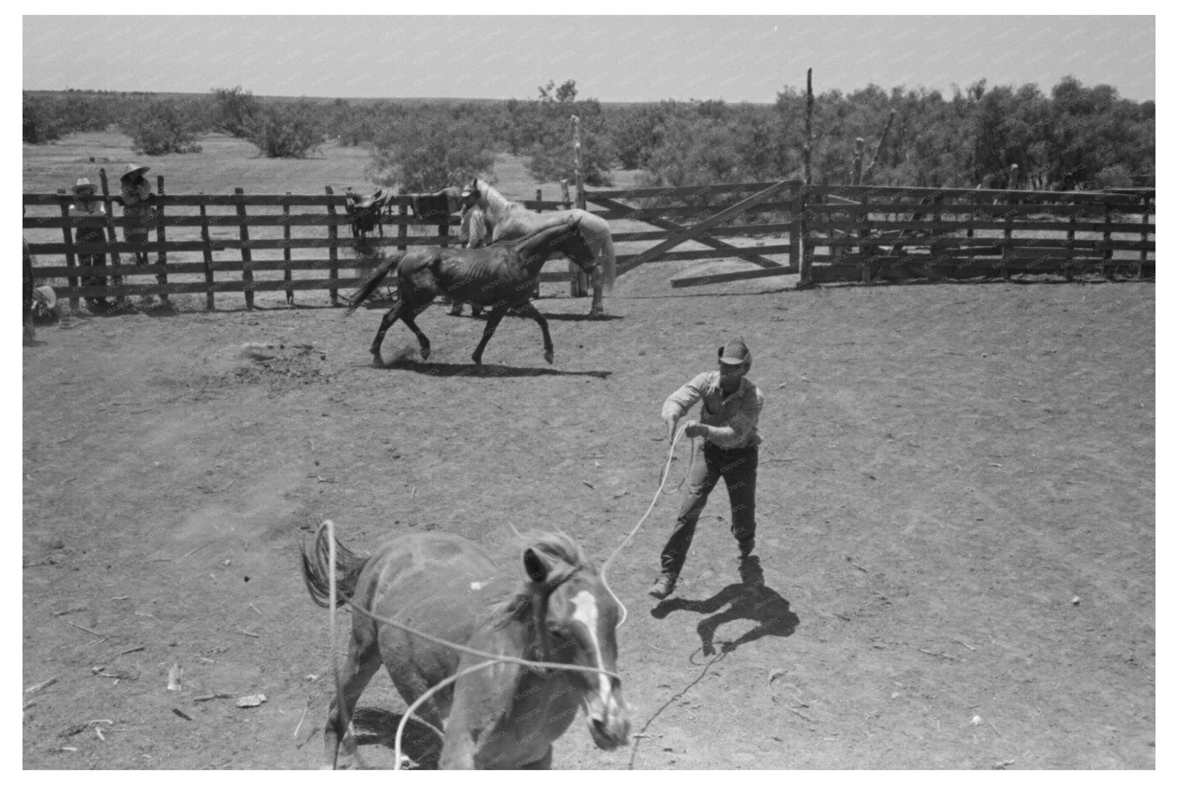 Cowboy Roping Horses at Spur Texas Cattle Ranch 1939