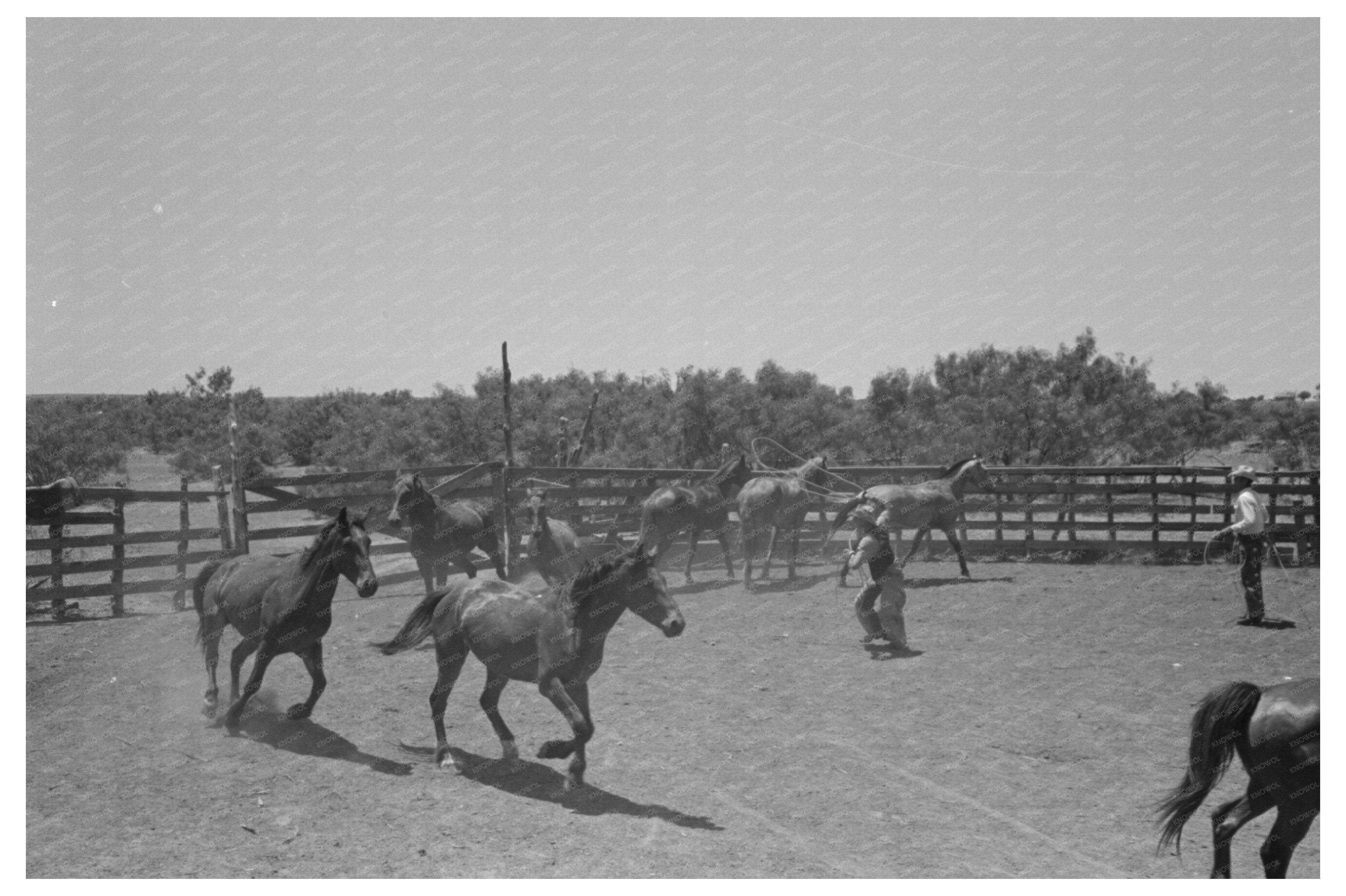 Cowboy Roping Horse in Spur Texas May 1939