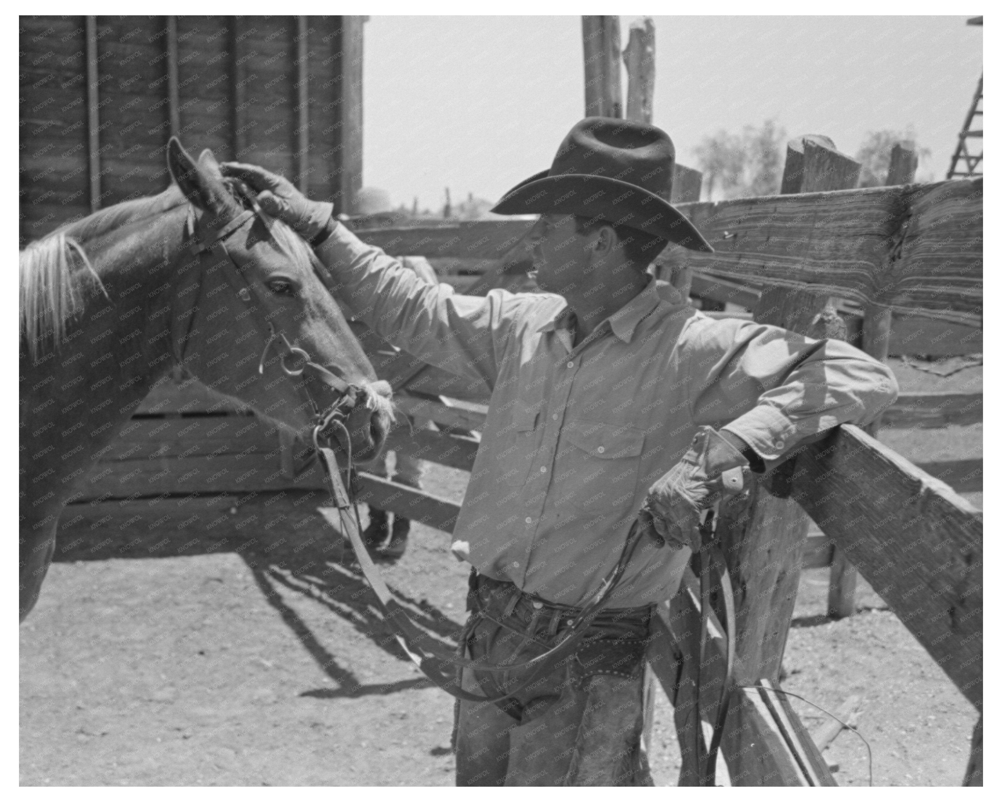 Cowboy and Horse Interaction at Texas Ranch May 1939