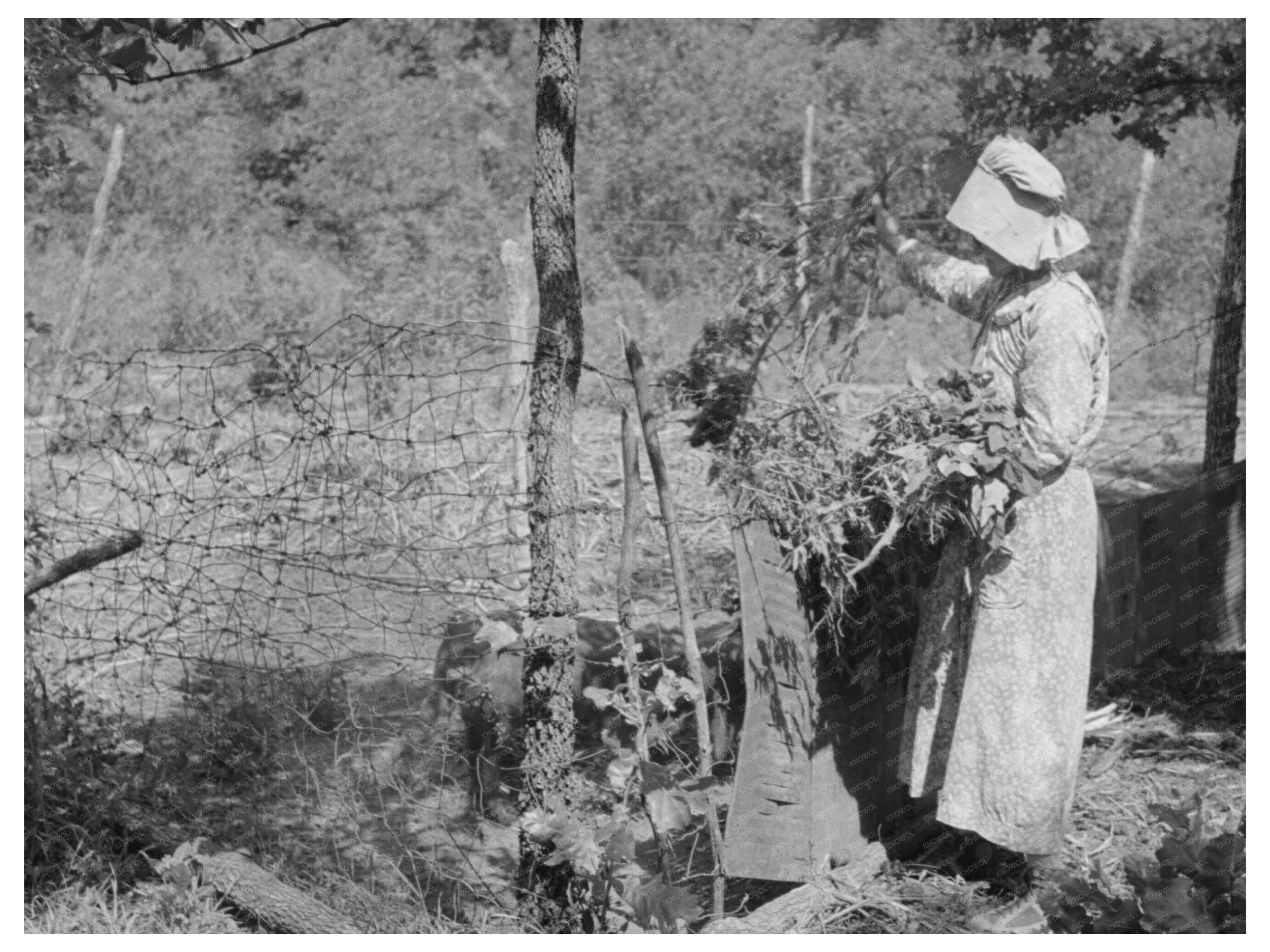 Tenant Farmer Feeding Hogs McIntosh County Oklahoma 1939